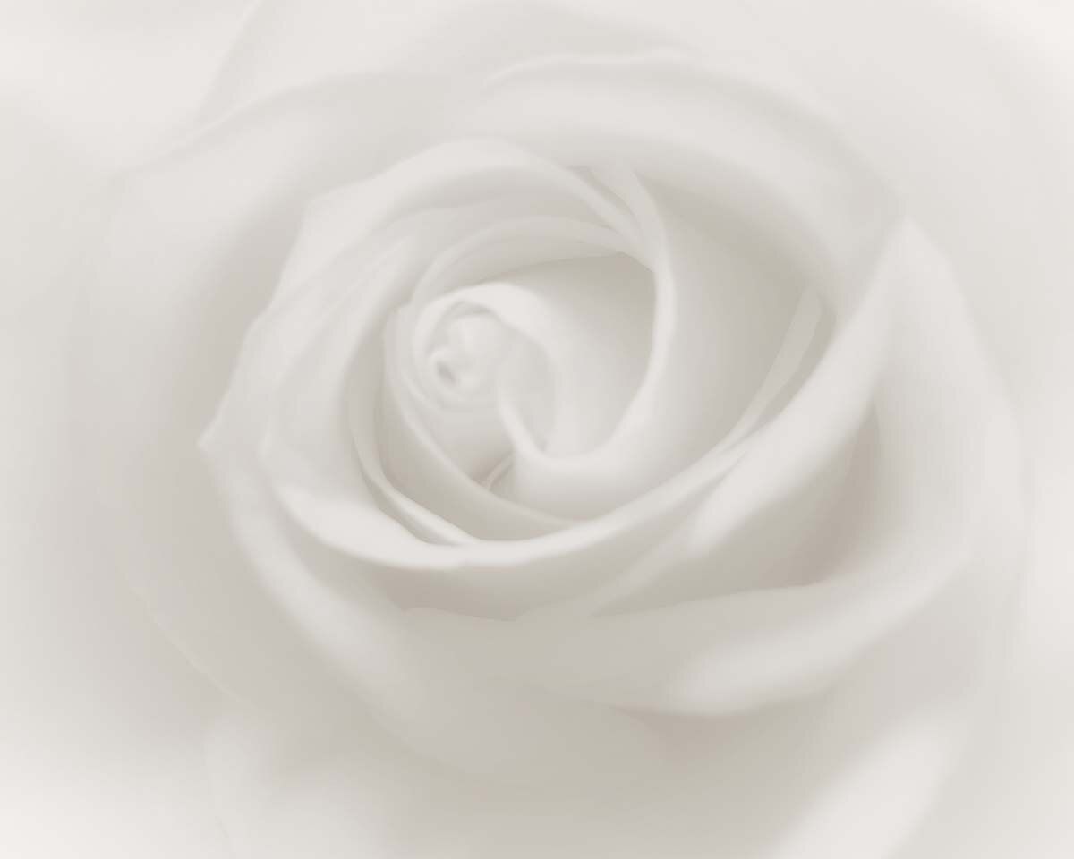  Weiße Rosen Hintergrundbild 1200x960. Zarte weiße Rose als Fineartprint oder Poster