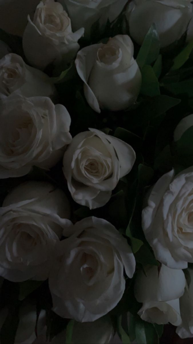  Weiße Rosen Hintergrundbild 675x1200. white roses. White roses wallpaper, Flower aesthetic, White roses