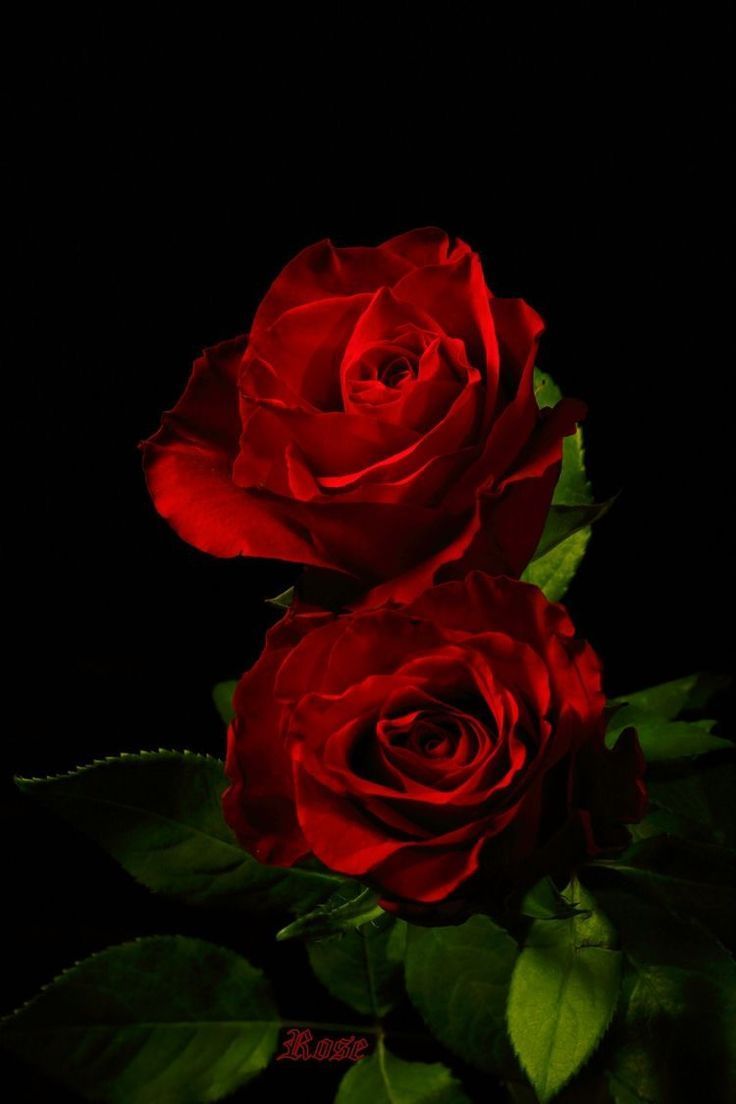  Rote Rosen Hintergrundbild 736x1104. Rote Rosen