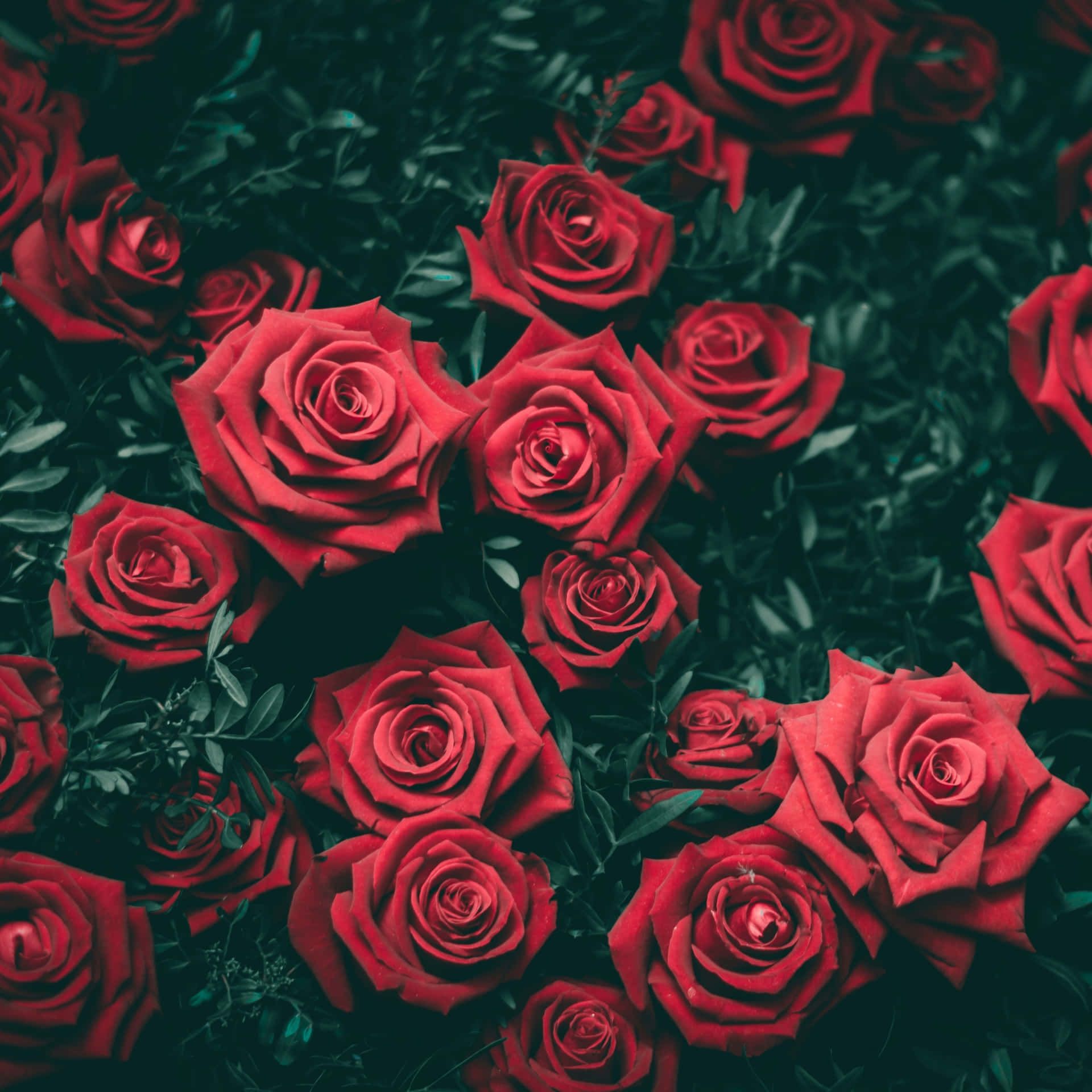  Rote Rosen Hintergrundbild 1920x1920. Hintergrund Mit Roten Rosen