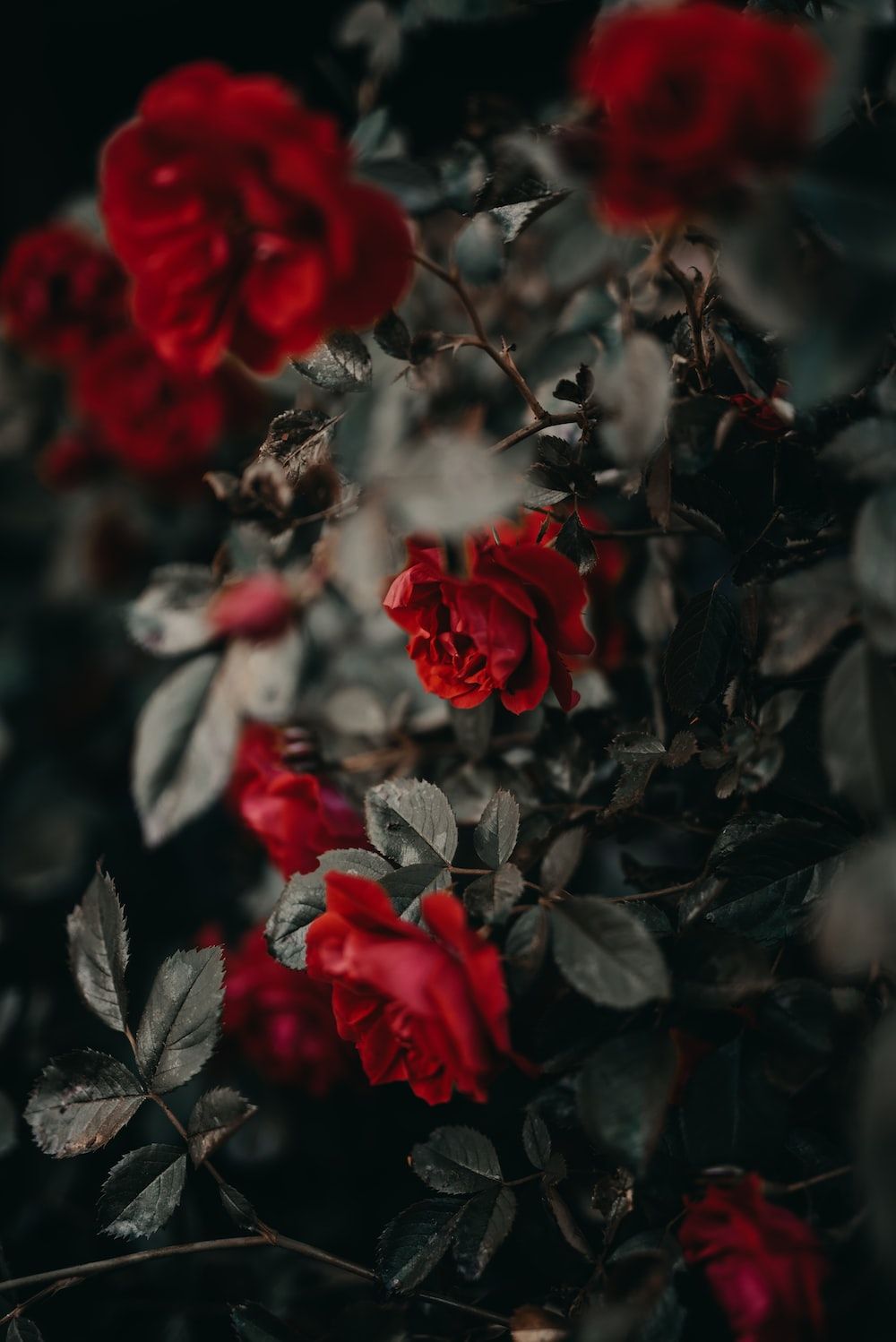  Rote Rosen Hintergrundbild 1000x1498. Foto zum Thema Rote Rosen blühen tagsüber