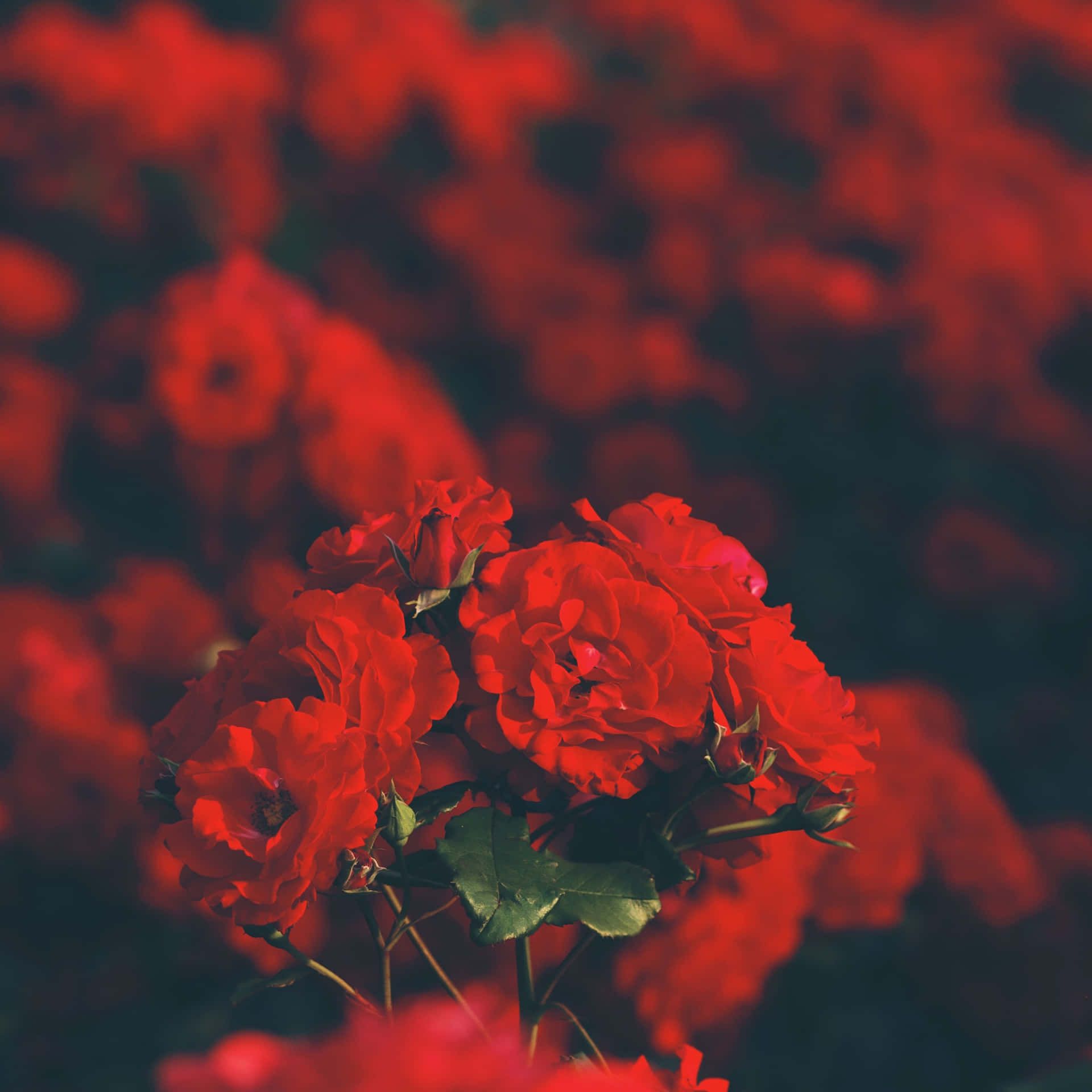  Rote Rosen Hintergrundbild 1920x1920. Rote Blumenästhetik Wallpaper KOSTENLOS