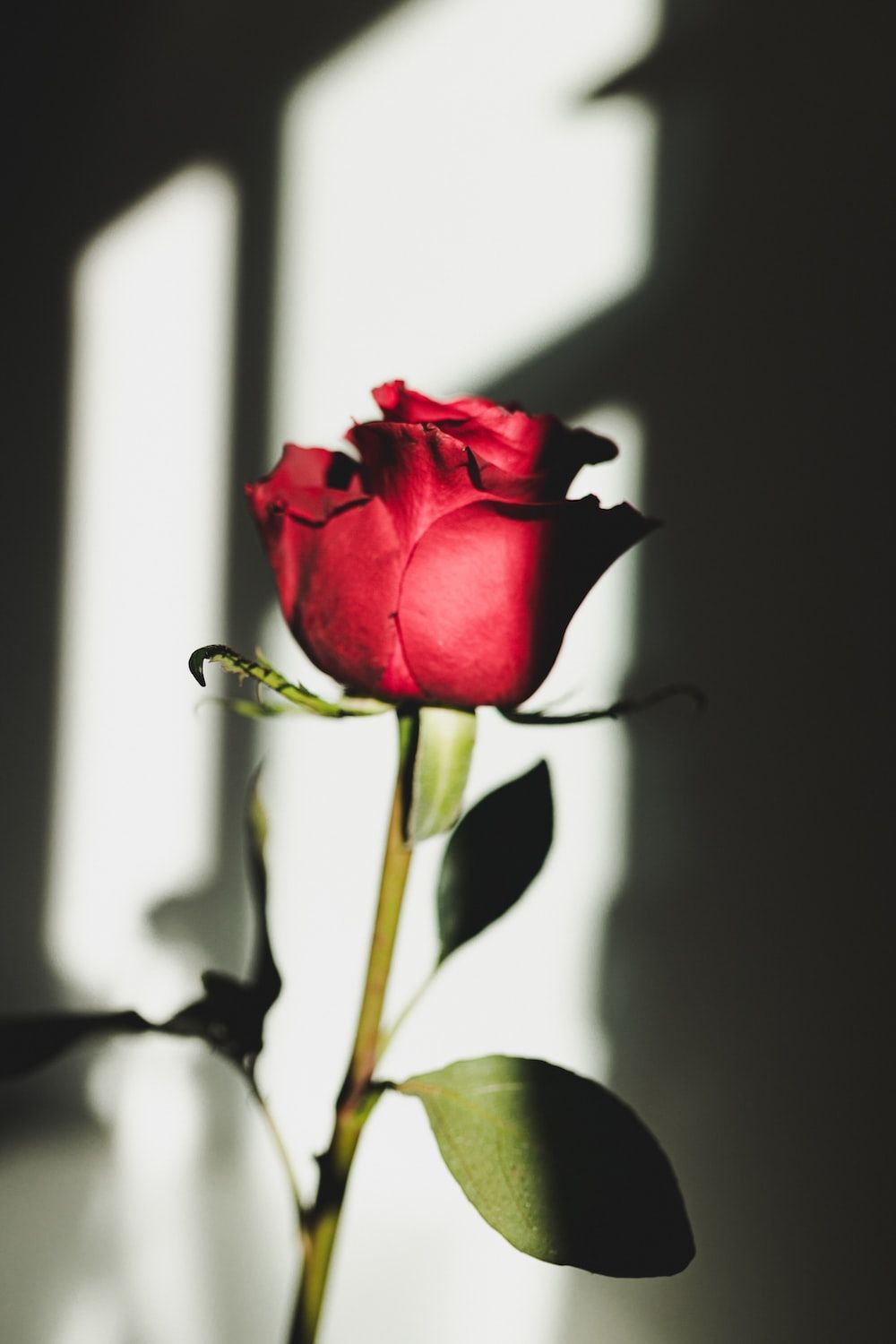  Rote Rosen Hintergrundbild 1000x1500. Foto zum Thema Rote Rose in Nahaufnahmen