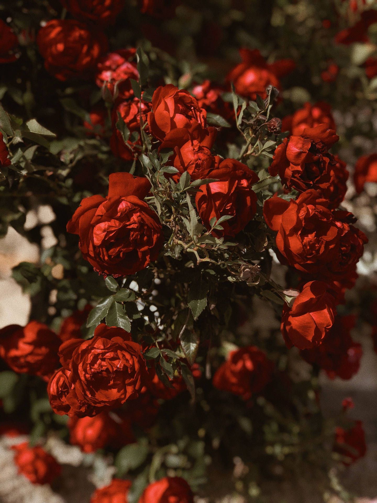  Rote Rosen Hintergrundbild 1440x1920. Rote Rosen Wallpaper KOSTENLOS
