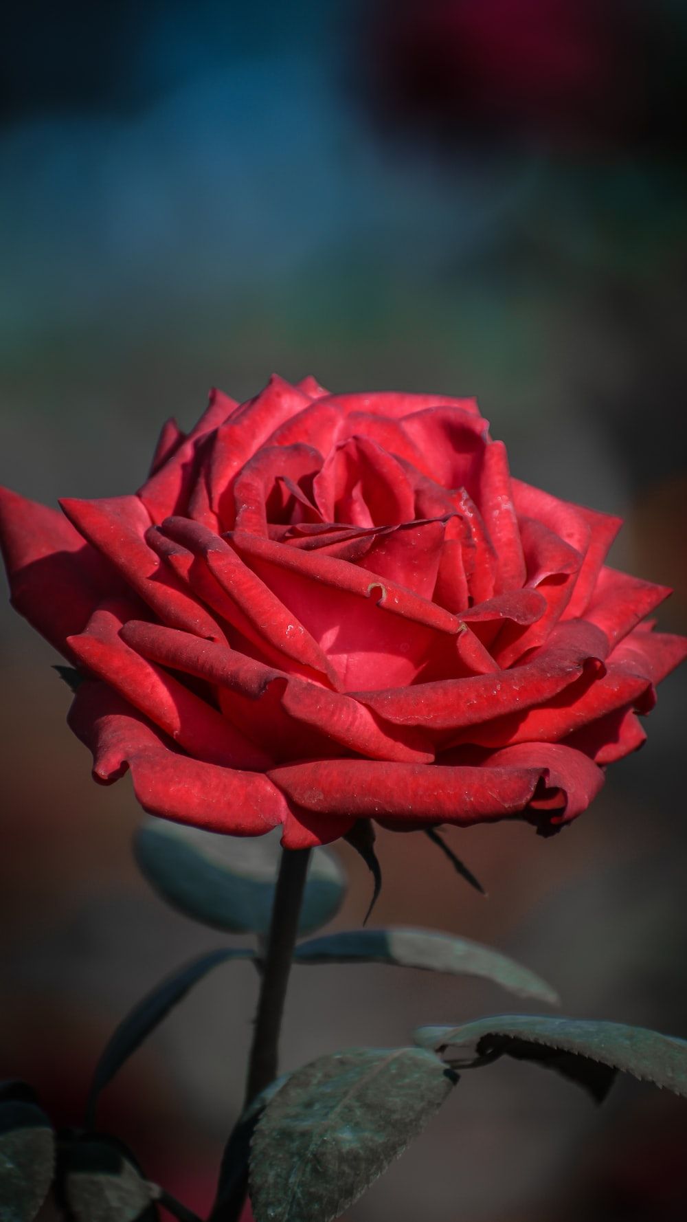 Rote Rosen Hintergrundbild 1000x1778. Foto zum Thema Eine Nahaufnahme einer roten Rose mit verschwommenem Hintergrund