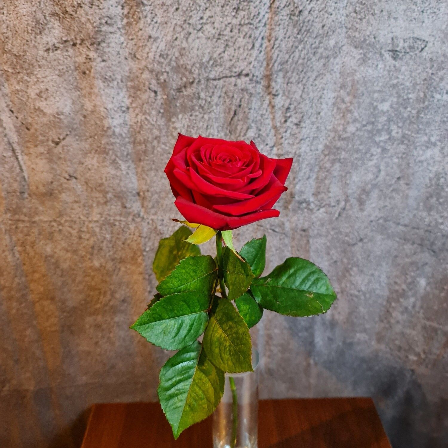  Rote Rosen Hintergrundbild 1500x1500. Rote Rose(n) (Menge wählbar)