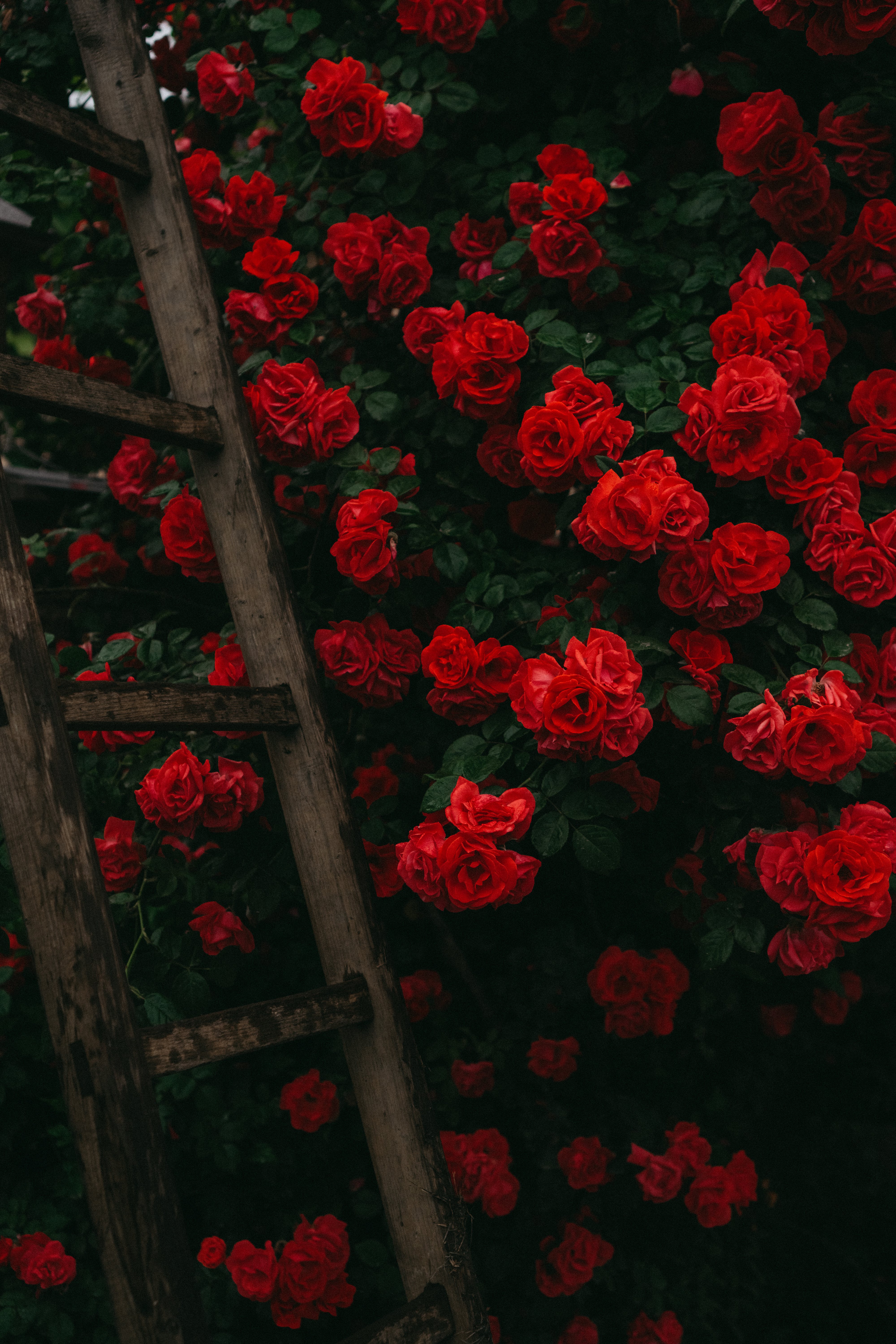  Rote Rosen Hintergrundbild 4000x6000. Kostenloses Foto zum Thema: flora, garten, holzleiter, lebhaft, natur, rosen, rosenstrauch, rote rosen, strauch, vertikaler schuss, wachstum