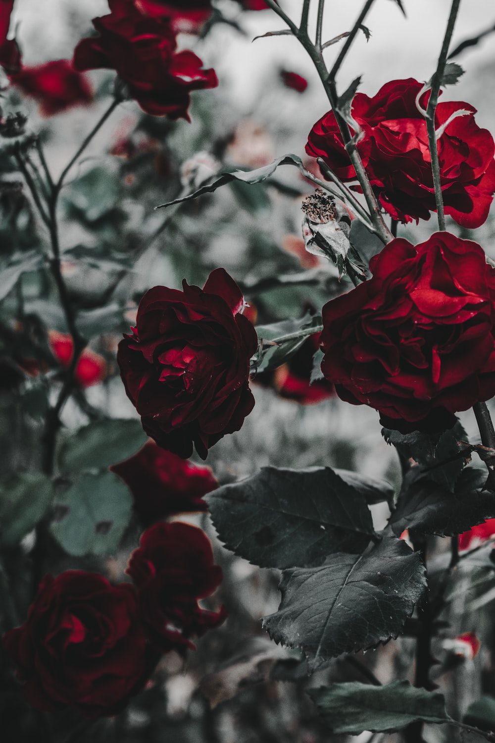  Rote Rosen Hintergrundbild 1000x1500. Foto zum Thema Rote Rosen in der Nahaufnahme