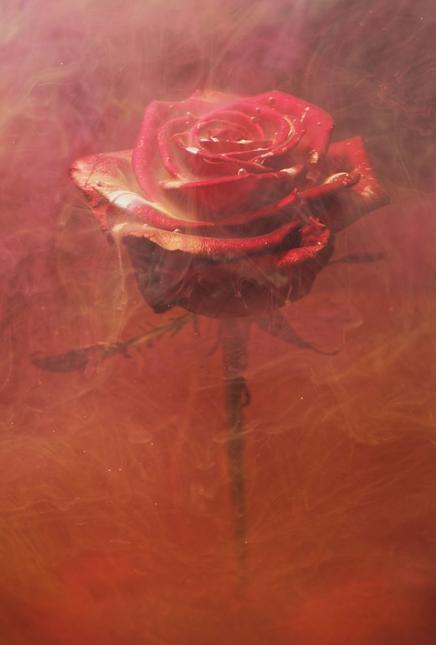  Rote Rosen Hintergrundbild 866x1280. Rose Rot Rauch Rote Foto auf Pixabay