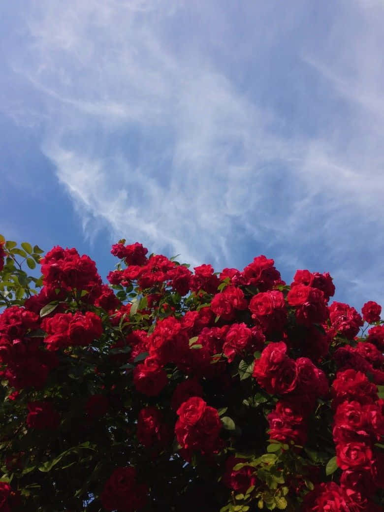  Rote Rosen Hintergrundbild 780x1040. Downloaden Einewunderschöne Rote Rose, Erfüllt Von Natürlicher Schönheit Und Eleganz. Wallpaper