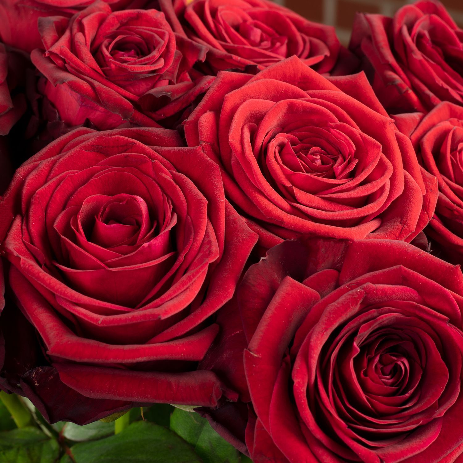  Rote Rosen Hintergrundbild 1500x1500. Paket Rosenstrauß Rose rot 'Red Naomi Supra'änge ca. 60 cm. Flowerbox Pro Floristikbedarf Onlineshop (vormals Blumenzentrale)
