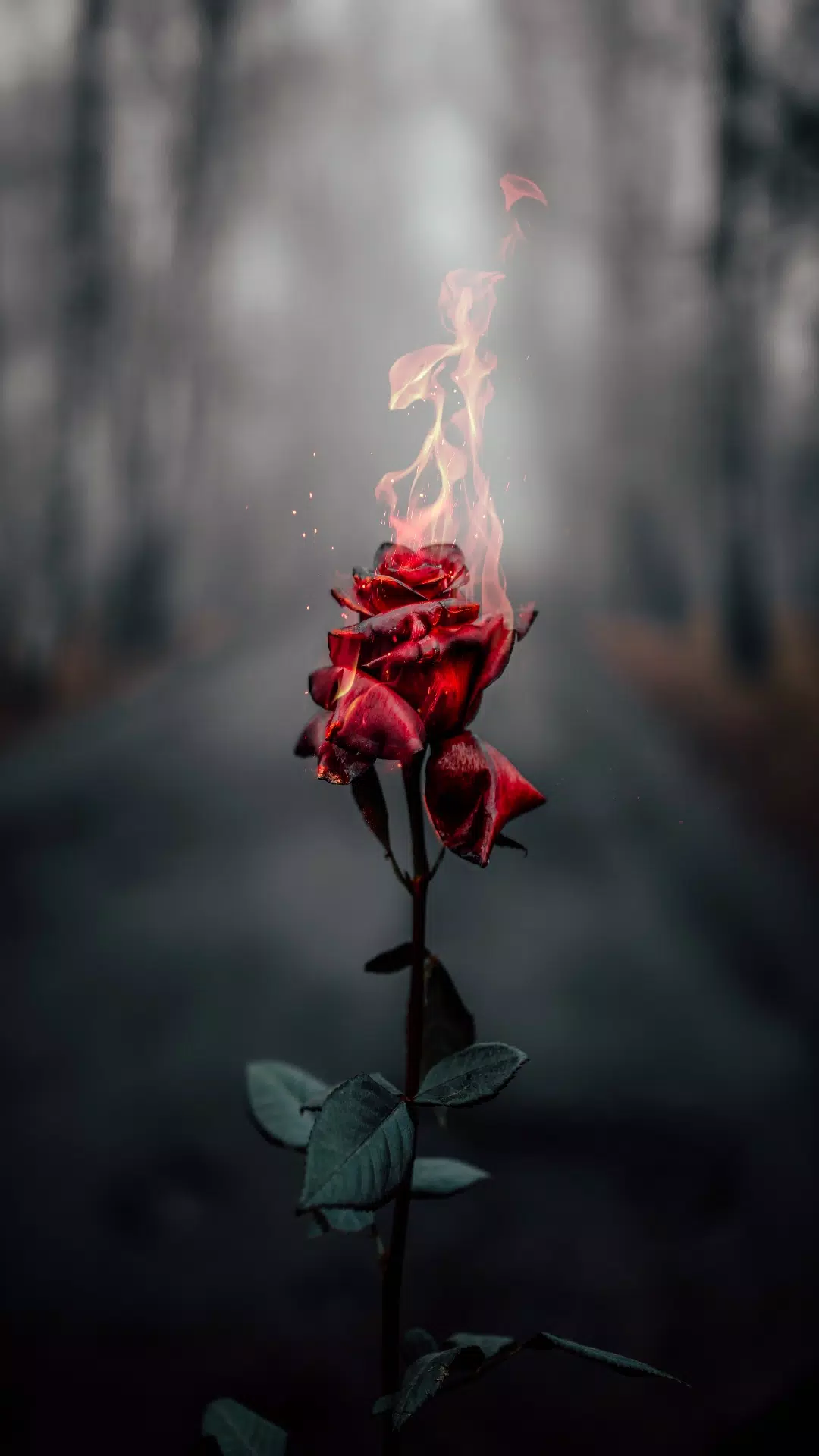  Rote Rosen Hintergrundbild 1080x1920. Rose wallpaper hd- Rose flower APK für Android herunterladen