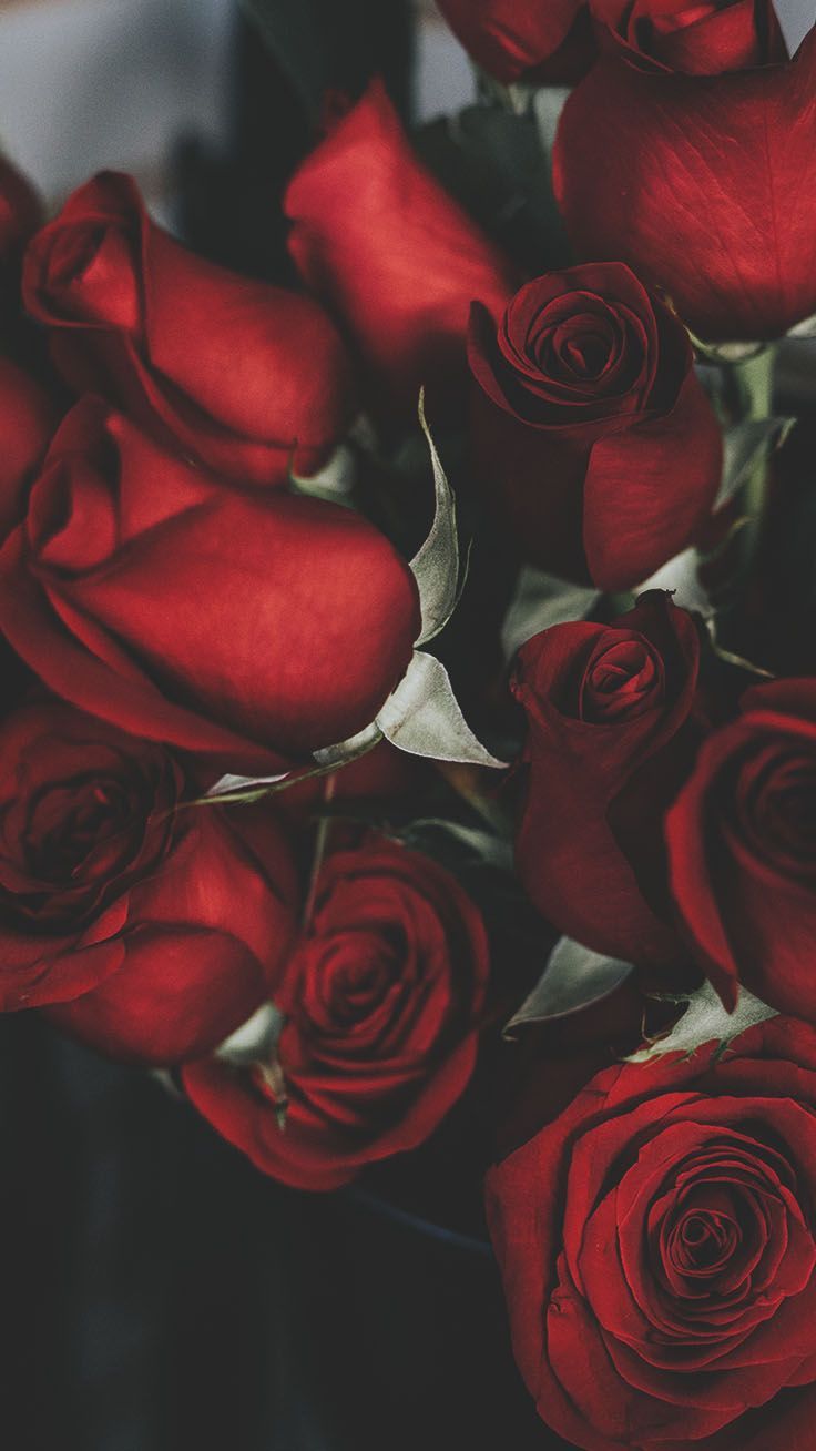  Rote Rosen Hintergrundbild 736x1308. Romantic Roses iPhone X Wallpaper. Preppy Wallpaper. Wallpaper iphone roses, Red roses wallpaper, Preppy wallpaper