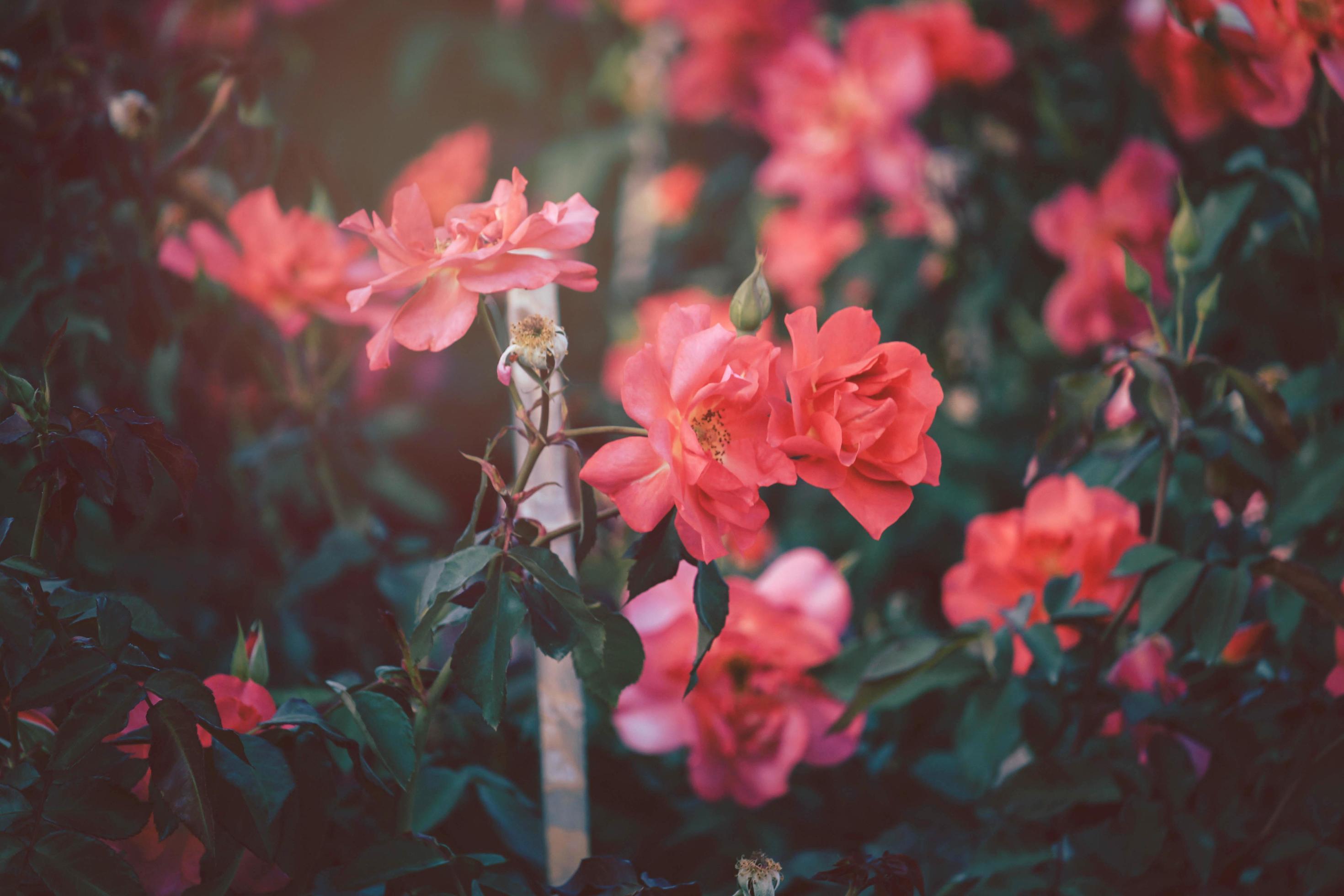  Rote Rosen Hintergrundbild 2940x1960. Rote Rosen Blühen Im Sommergarten, Eine Der Duftendsten Blumen, Am Besten Riechende, Schöne Und Romantische Blumen 7353852 Stock Photo Bei Vecteezy