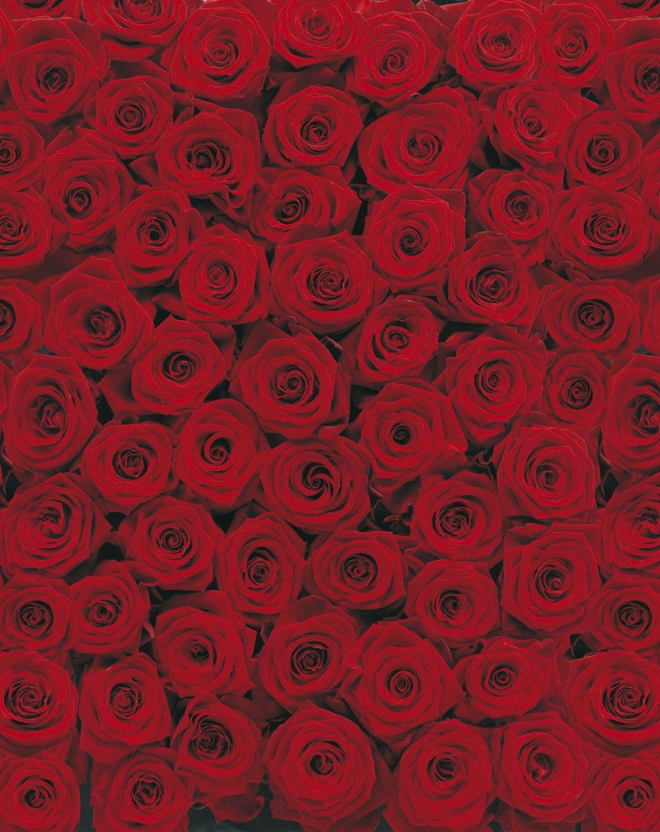  Rote Rosen Hintergrundbild 951x1200. KiSS!, Fototapeten, Thermogläser und Leuchtpflastersteine. ROSES 194x270 rote Rosen endlos klebbar, Blumenmeer Blumenkissen rot