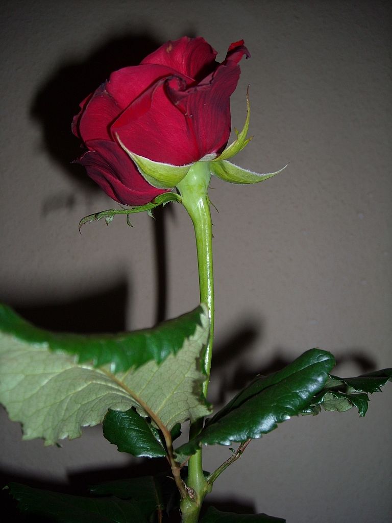  Rote Rosen Hintergrundbild 768x1024. Rosen