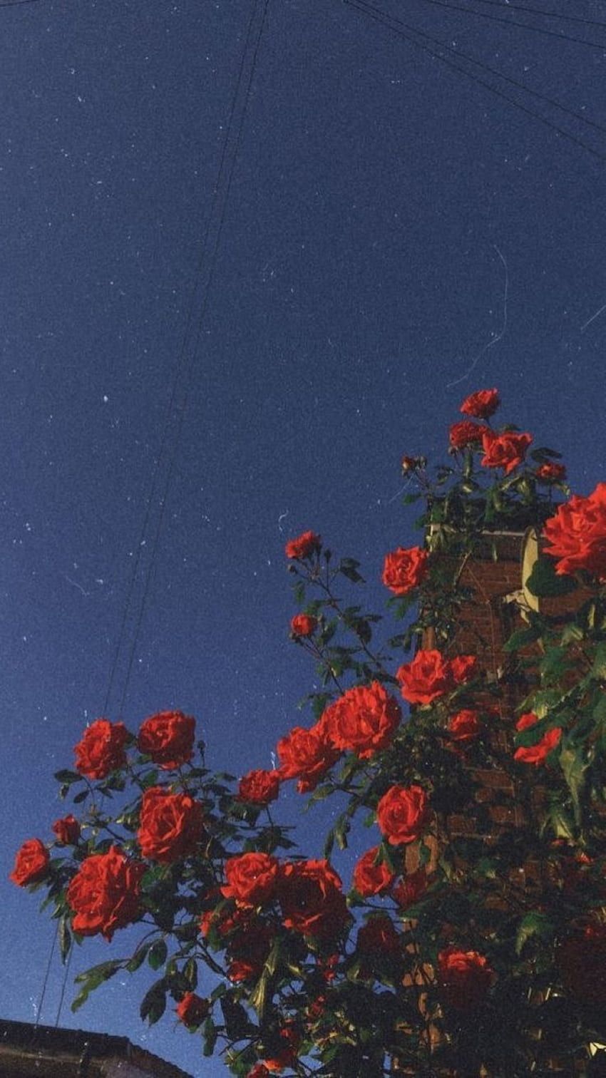  Rote Rosen Hintergrundbild 850x1512. Rote Rosen HD Handy Hintergrundbild