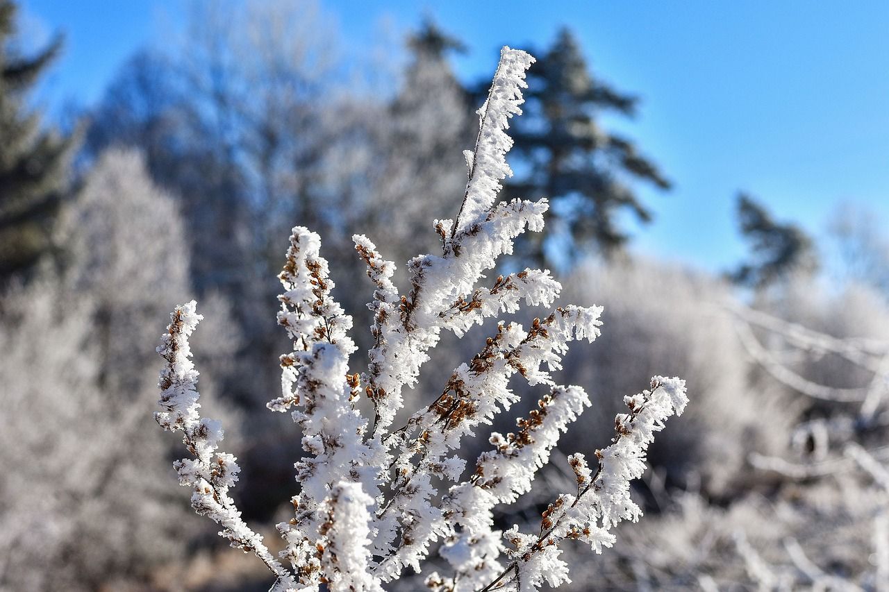Winterliche Hintergrundbild 1280x853. Raureif Winter Kristall Foto auf Pixabay