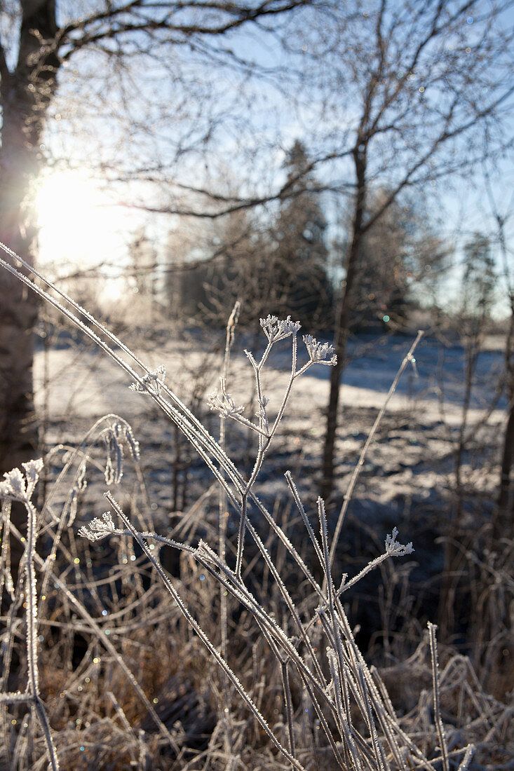 Winterliche Hintergrundbild 733x1100. Frost an Gräsern in winterlicher