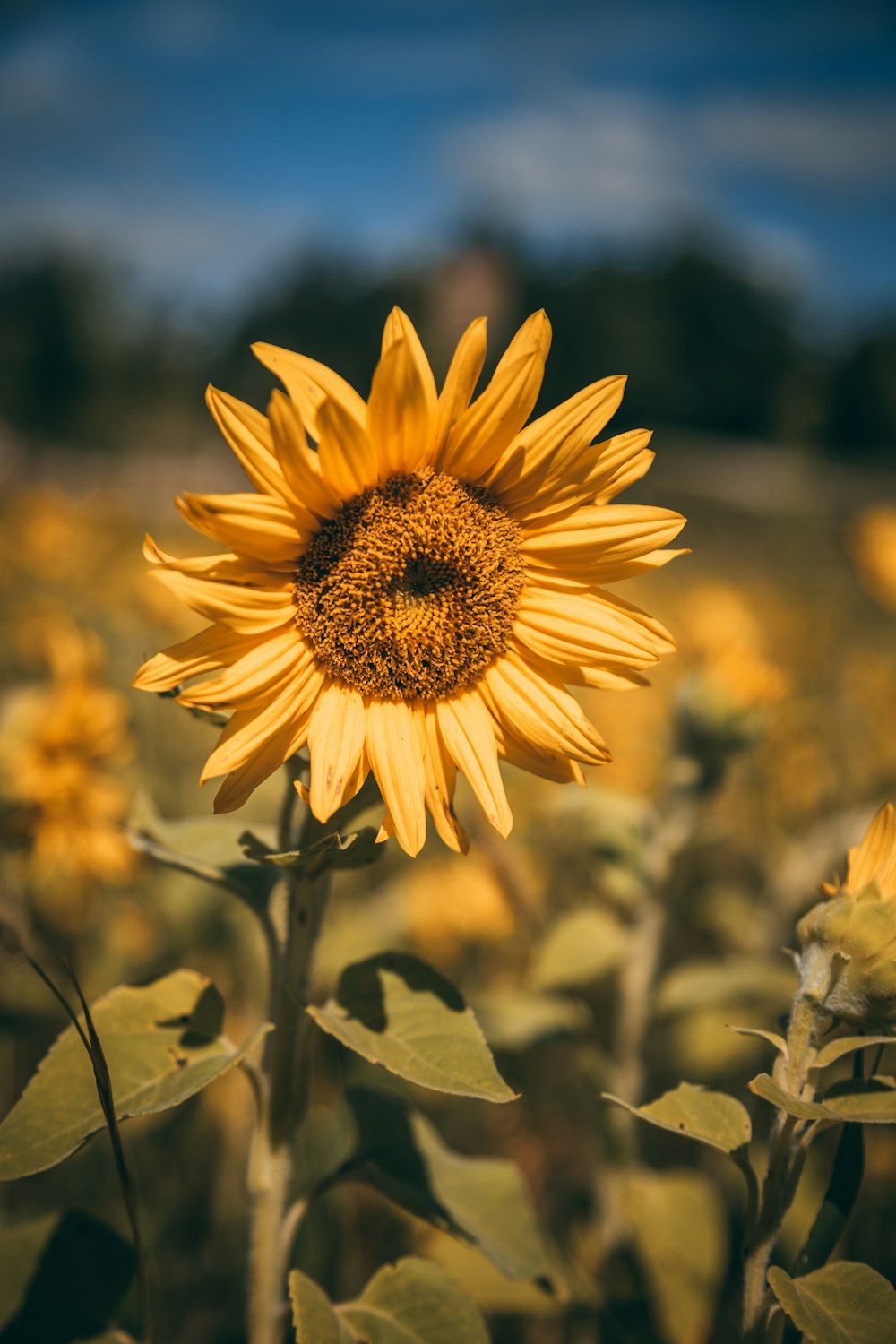  Bauernhof Hintergrundbild 1000x1500. Foto zum Thema Sonnenblume