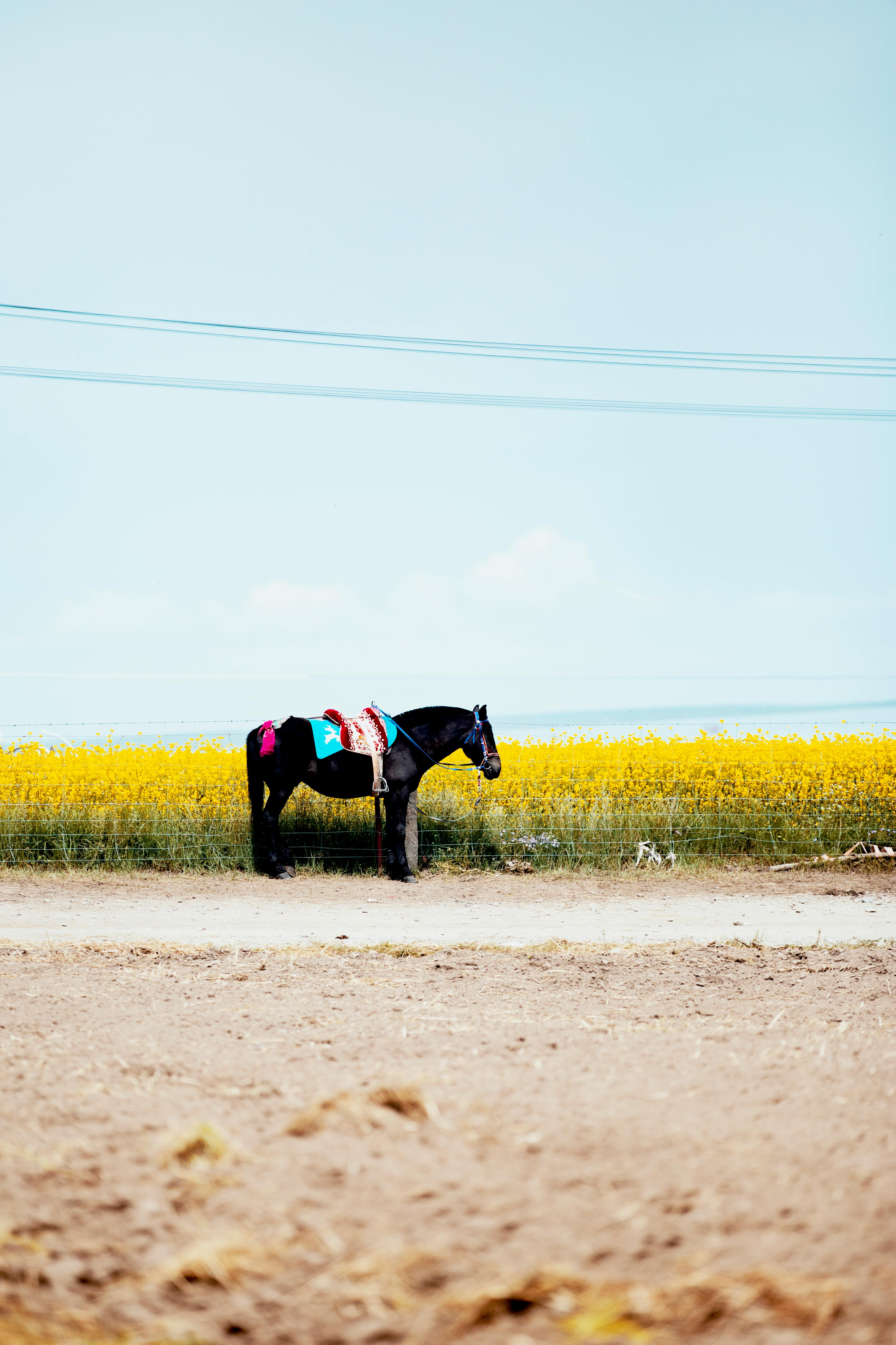  Bauernhof Hintergrundbild 3648x5472. Kostenloses Foto zum Thema: außerorts, bauernhof, china, feld, pferd, raps, säugetier, tier, vieh, weide