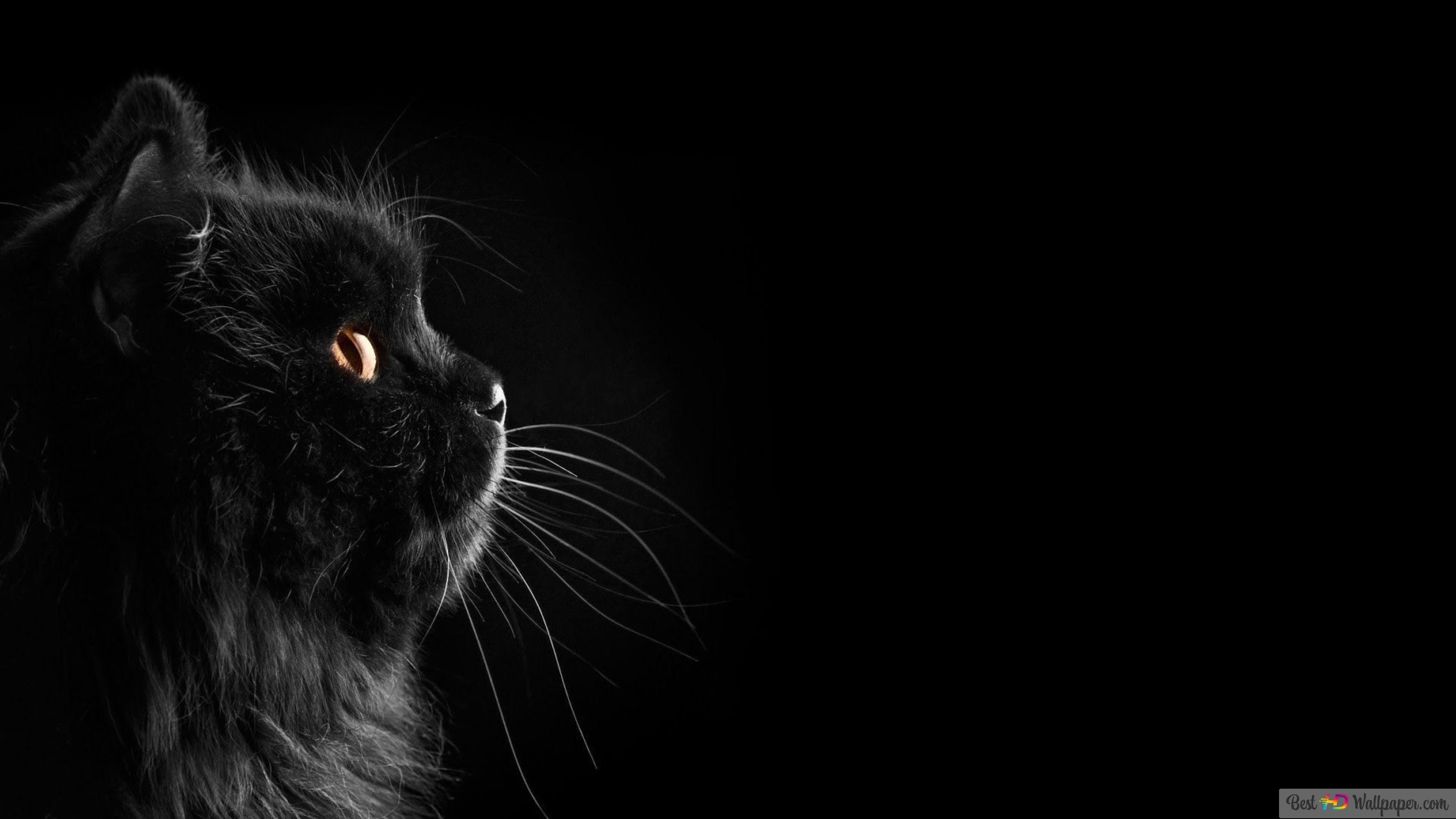  Schwarze Hintergrundbild 3554x1999. Schwarzer Hintergrund schwarze Katze 4K Hintergrundbild herunterladen