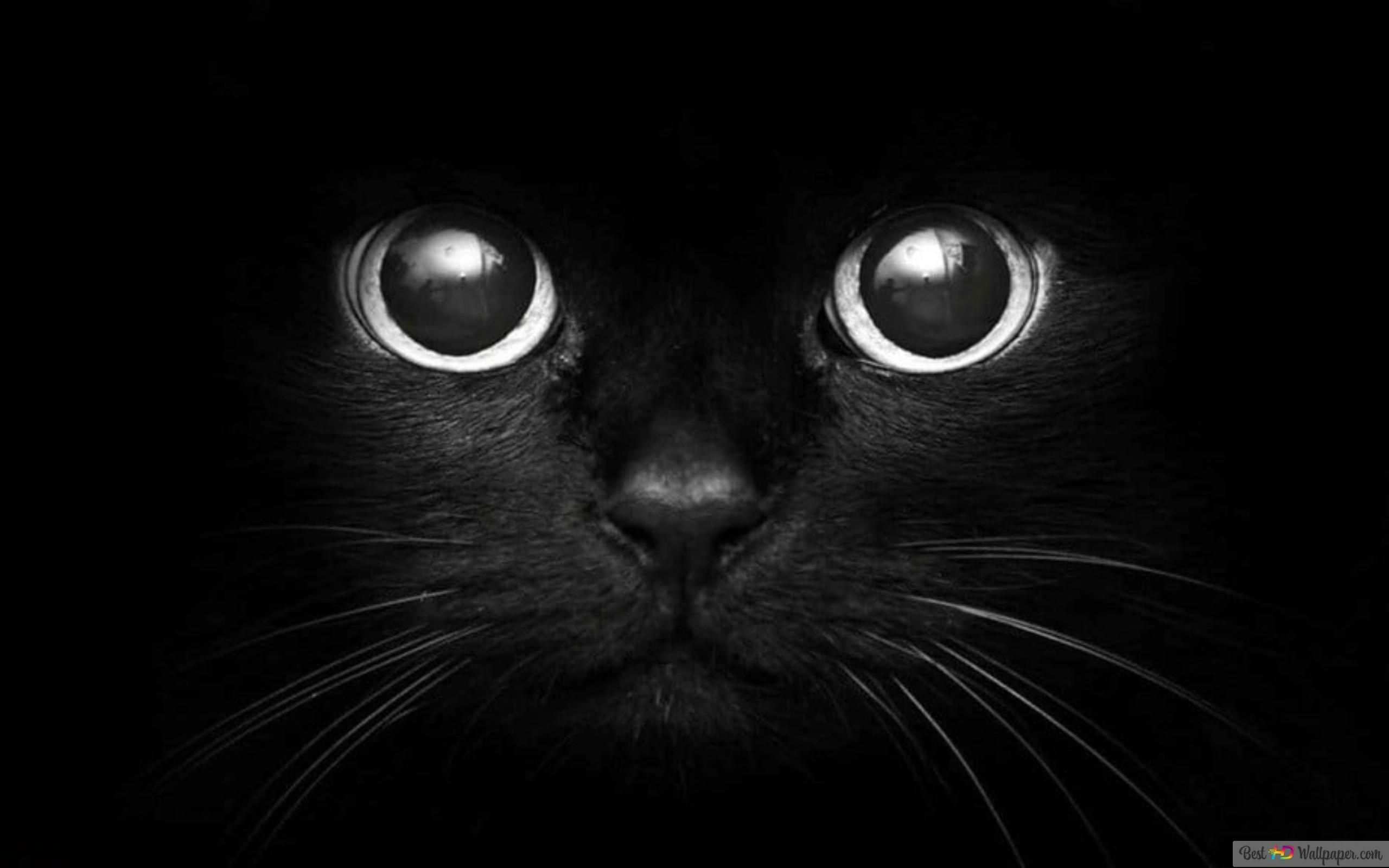  Schwarze Hintergrundbild 2560x1600. schwarze katzentapete 4K Hintergrundbild herunterladen
