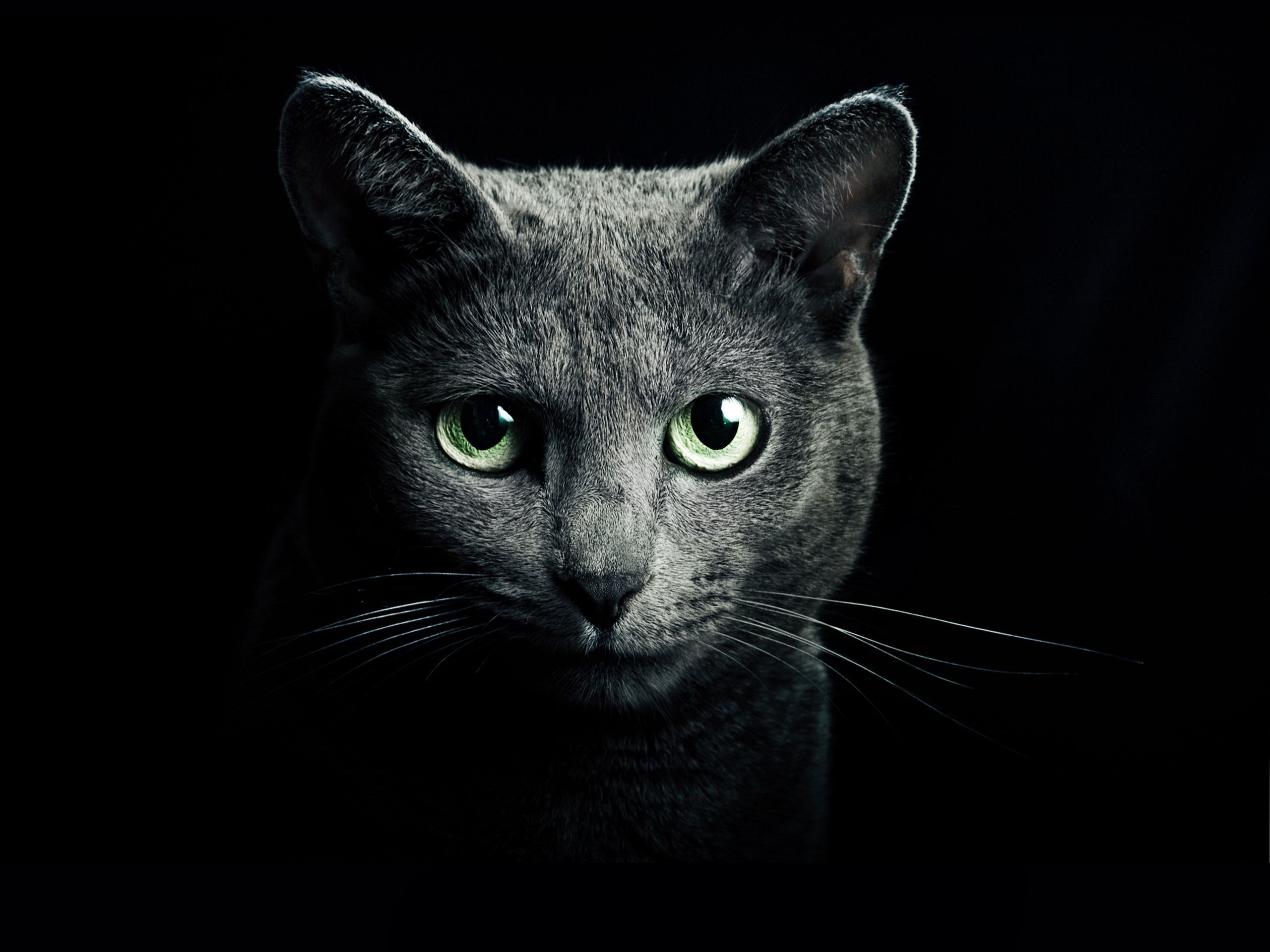  Schwarze Hintergrundbild 2560x1920. Schwarze Katze, grüne Augen, schwarzer Hintergrund 2560x1920 HD Hintergrundbilder, HD, Bild