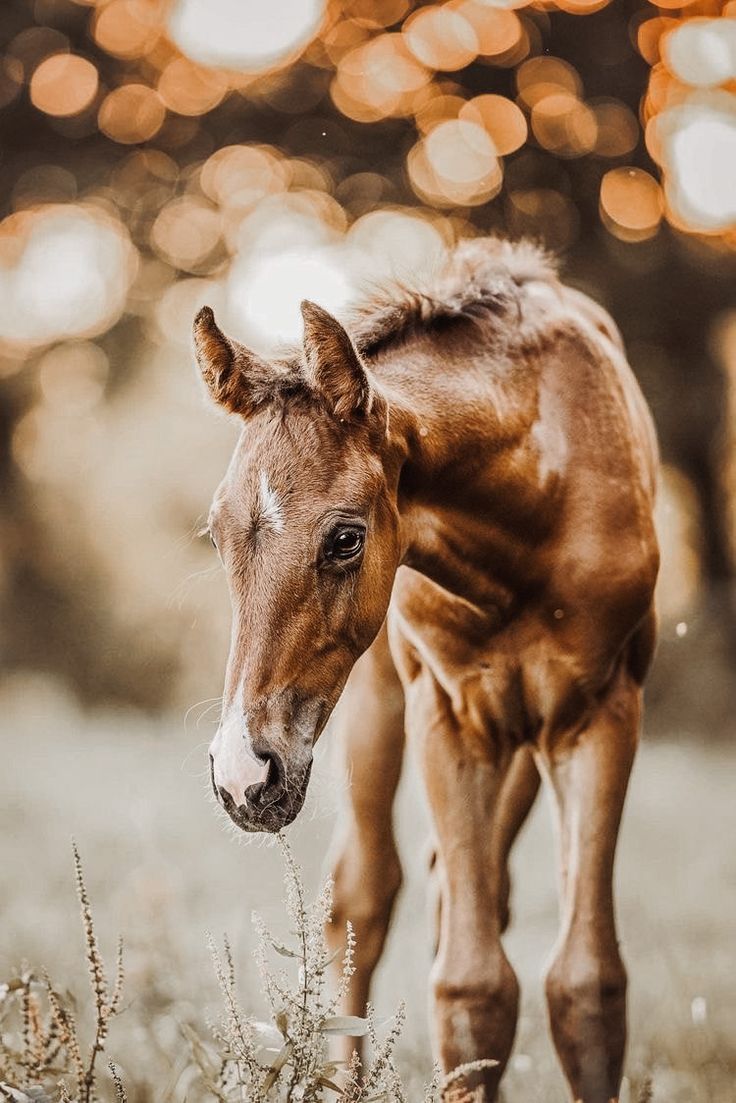  Hauspferd Hintergrundbild 736x1103. Brooke Musselman on Watercolor. Beautiful horses photography, Pretty horses, Horse photo