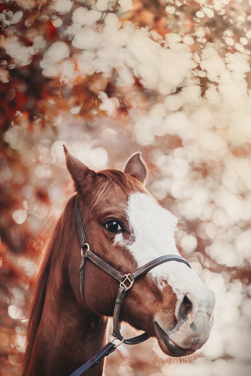  Hauspferd Hintergrundbild 1000x1500. Foto zum Thema Braunes und weißes Pferd in Nahaufnahmen