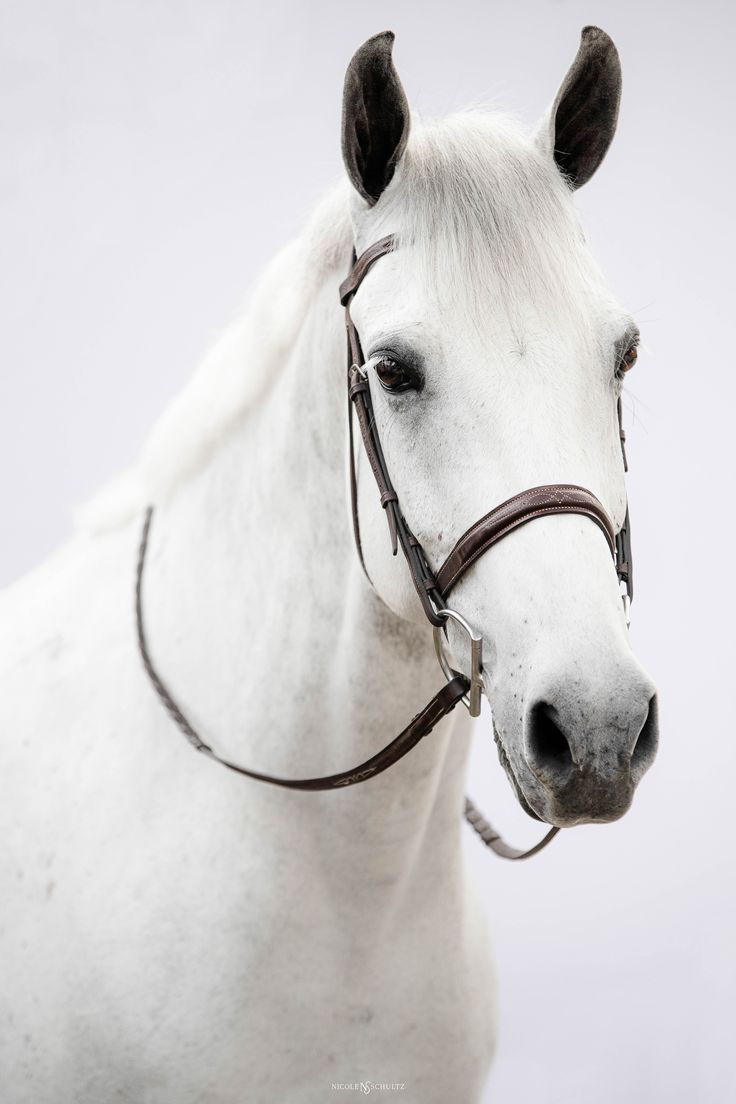  Hauspferd Hintergrundbild 736x1104. Grey Horse. White Background. Wellington, Florida Horse Portrait Photographer. Horse aesthetic, White horses, Grey horse