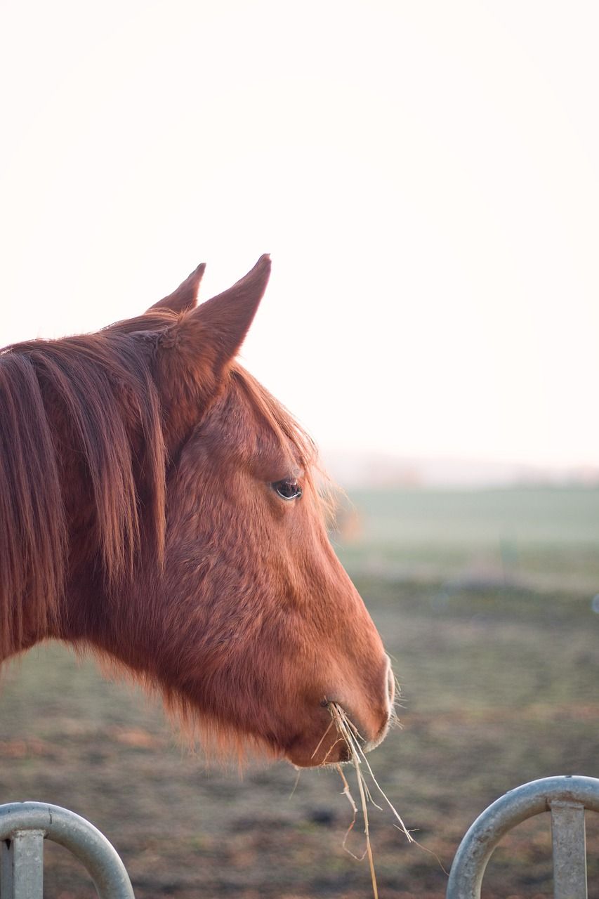  Hauspferd Hintergrundbild 853x1280. Tier Pferd Mähne Foto auf Pixabay