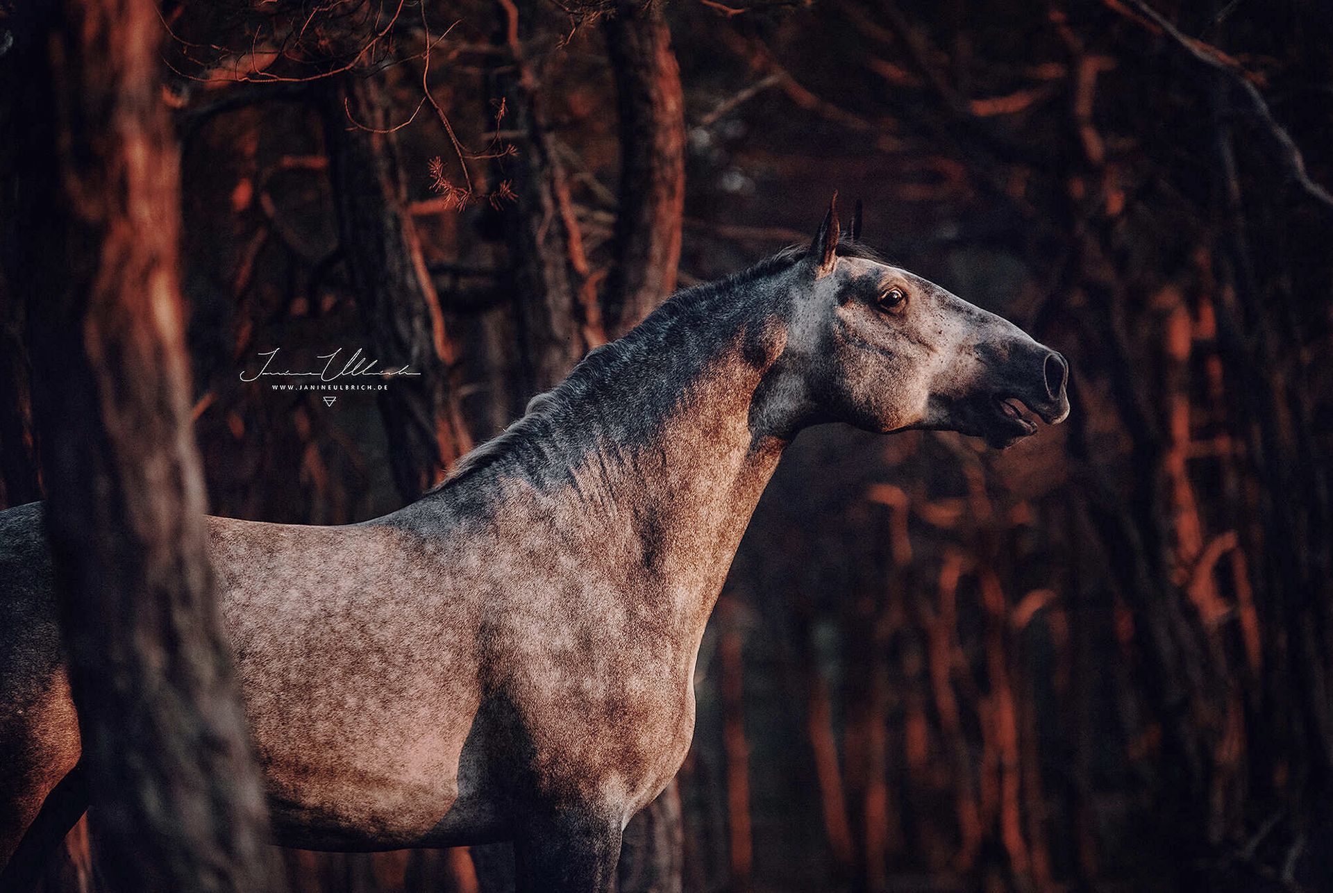  Hauspferd Hintergrundbild 1920x1286. Tipps, wie Du Dein Pferd perfekt fotografierst!