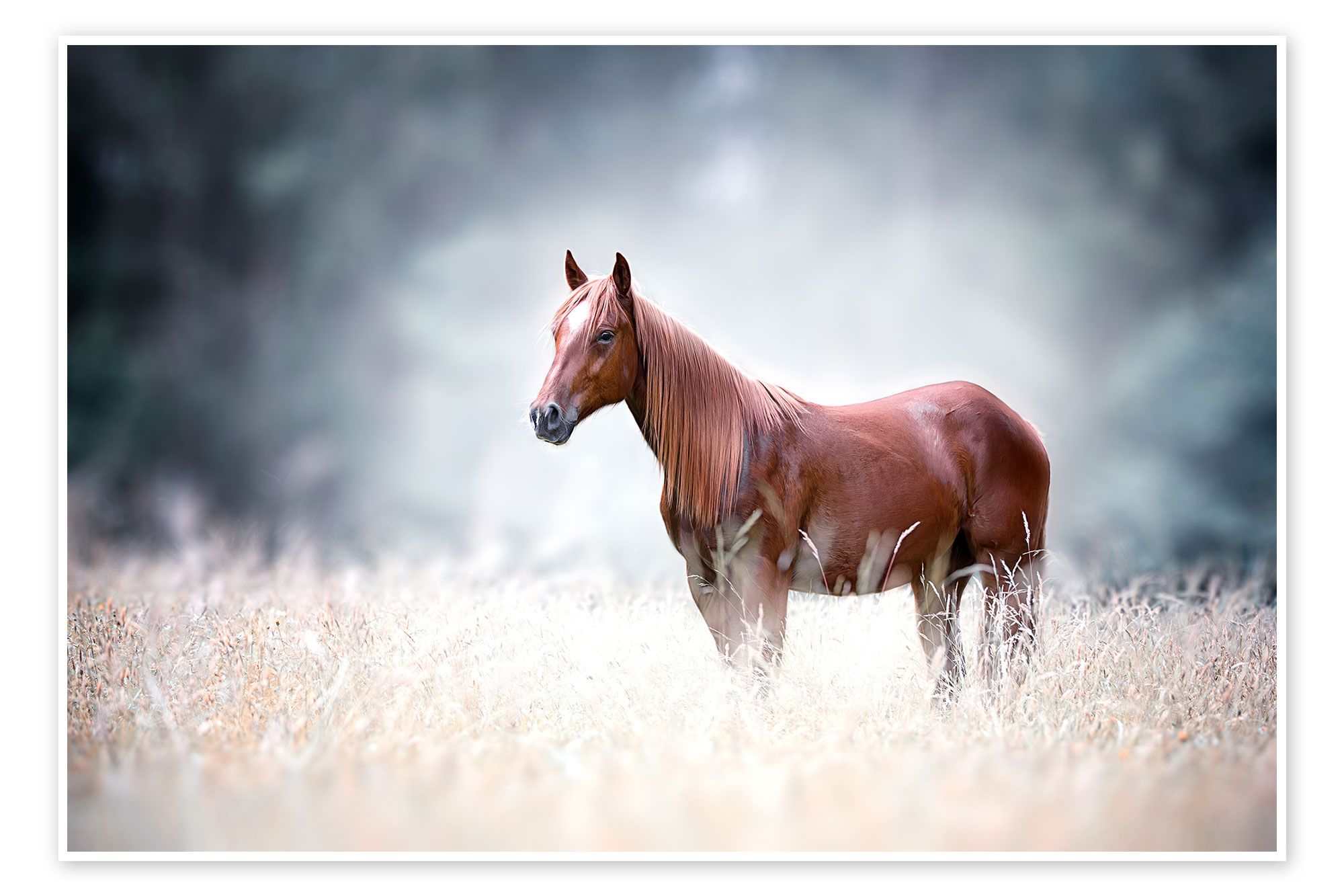  Hauspferd Hintergrundbild 2000x1333. Wandbild „Pferd“ von Bettina Dittmann