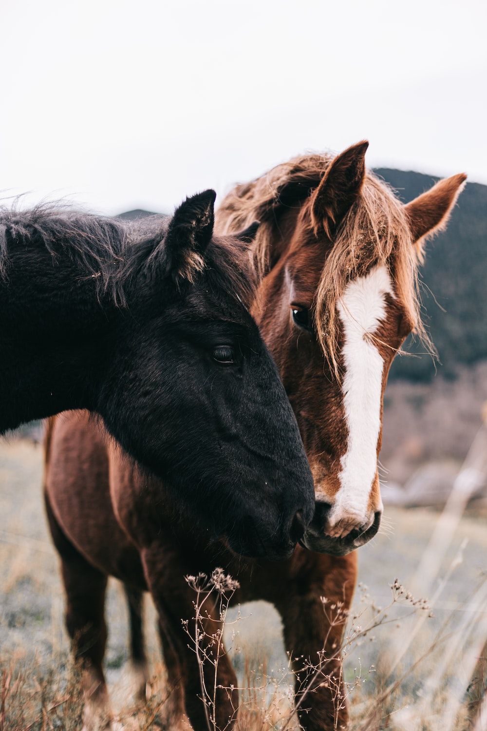  Hauspferd Hintergrundbild 1000x1500. Foto zum Thema Zwei Pferde stehen nebeneinander auf einem Feld