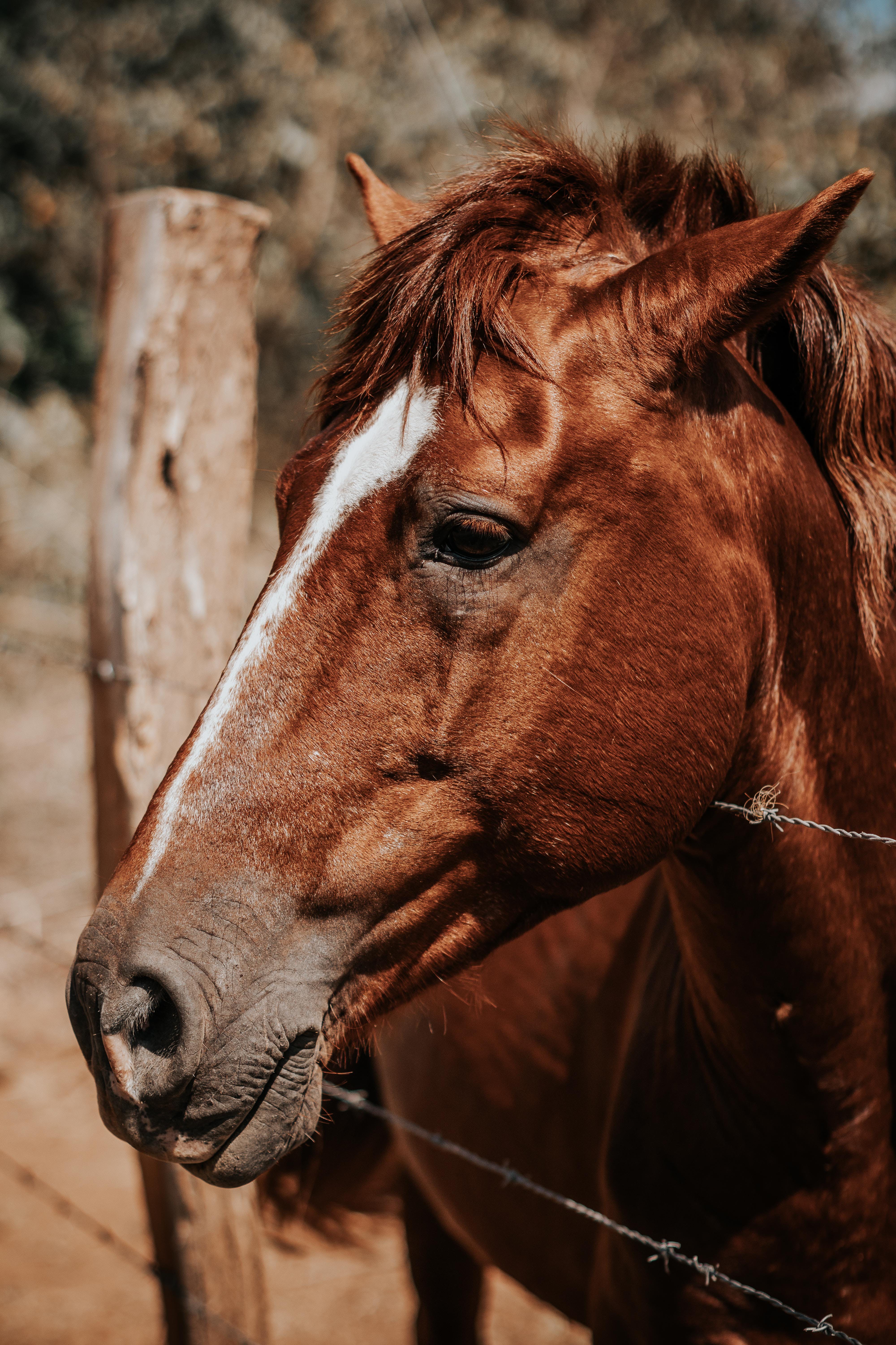  Hauspferd Hintergrundbild 4000x6000. 10.Pferde Bilder Und Fotos · Kostenlos Downloaden · Stock Fotos