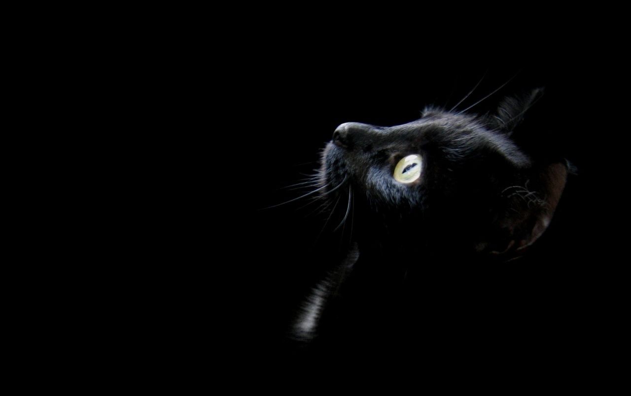  Schwarze Hintergrundbild 1280x804. Schwarze Katze Kopf Hintergrundbilder. Schwarze Katze Kopf frei fotos