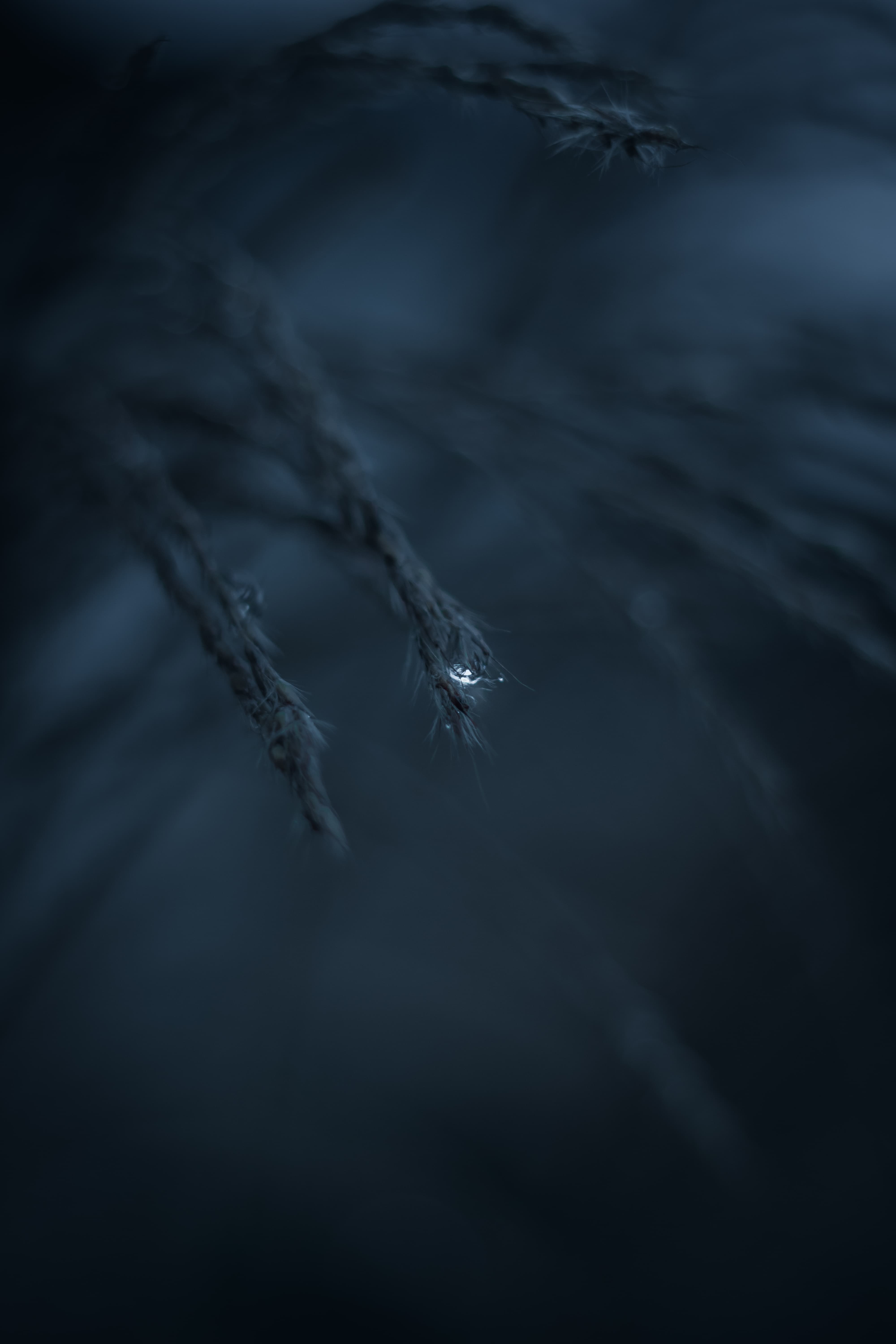  Wassertropfen Hintergrundbild 4000x6000. Kostenlose Bild: Graspflanzen, Wassertropfen, Tau, Regen, Wasser, abstrakt, Dunkel, Natur, verwischen, Monochrom