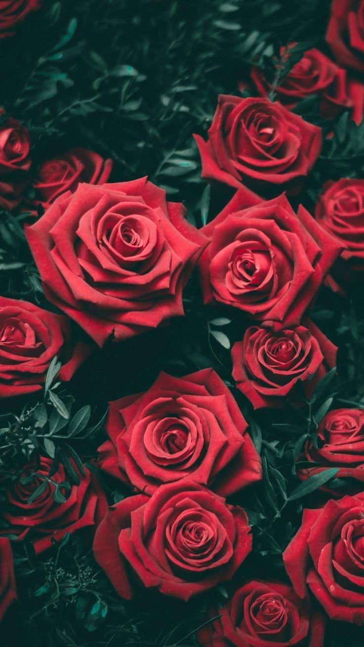  Valentinstag Hintergrundbild 736x1308. Red roses #wallpaper #iphone #android #background #followme. Red roses wallpaper, Rose wallpaper, Flower aesthetic