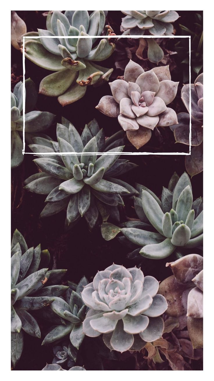  Sukkulente Hintergrundbild 736x1308. Suculentas. Succulents wallpaper, Phone wallpaper, Flower phone wallpaper