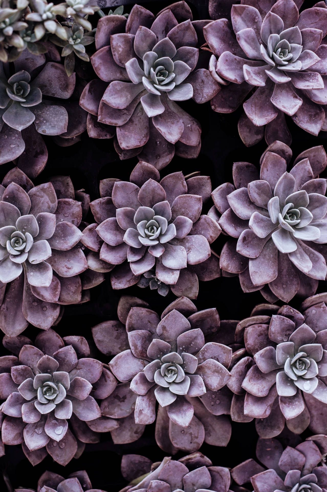  Sukkulente Hintergrundbild 1278x1920. Violette Pastell Ästhetik Wallpaper KOSTENLOS