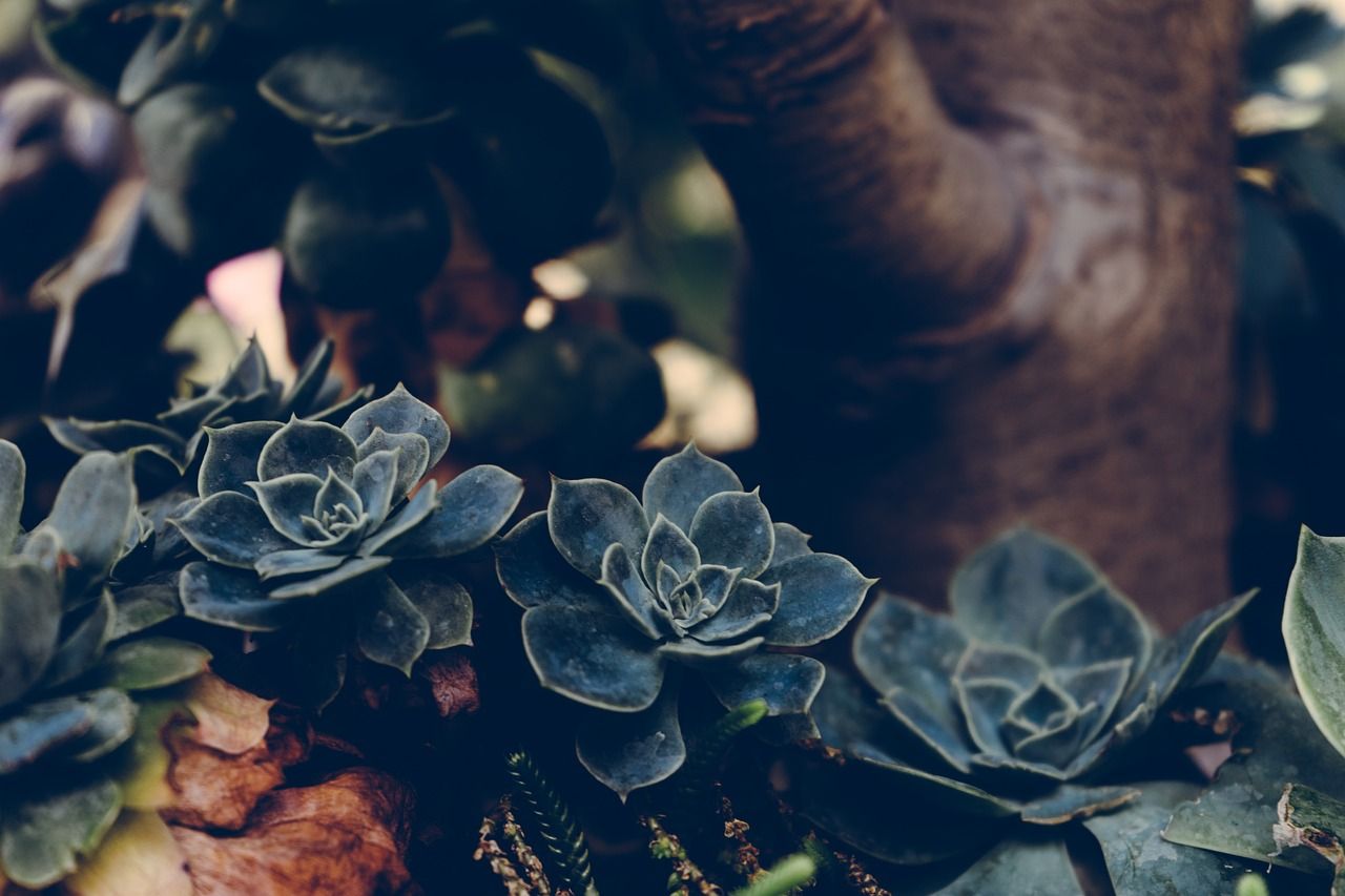  Sukkulente Hintergrundbild 1280x853. Pflanze Sukkulenten Botanisch Foto auf Pixabay