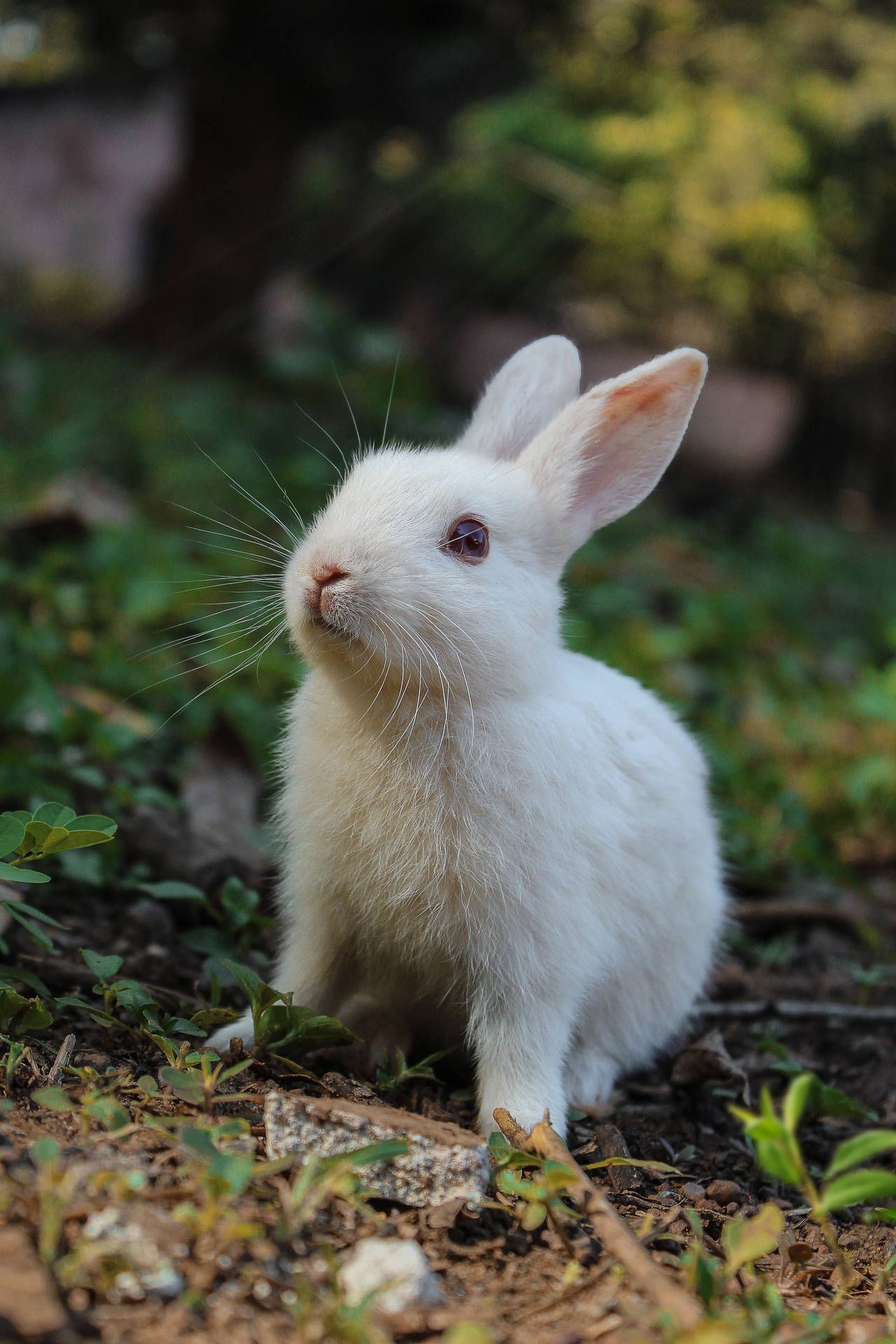  Kaninchen Hintergrundbild 1280x1920. Downloaden Niedlichestier: Weißes Kaninchen Wallpaper