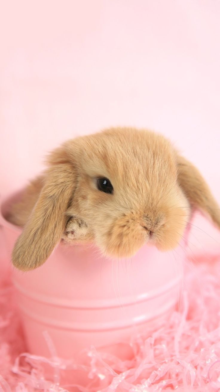  Kaninchen Hintergrundbild 736x1309. Cute Bunny Wallpaper for Easter