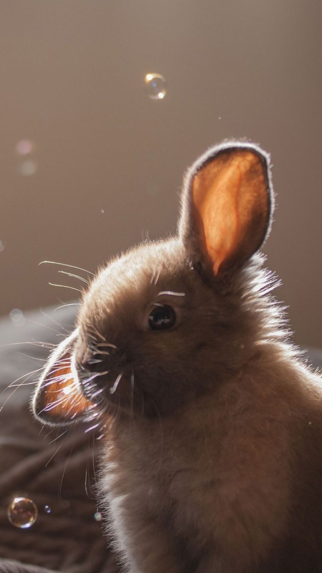  Kaninchen Hintergrundbild 1080x1920. Cute Bunny Soap Bubbles #iPhone #plus #Wallpaper. Cute baby bunnies, Cute animals, Cute bunny picture