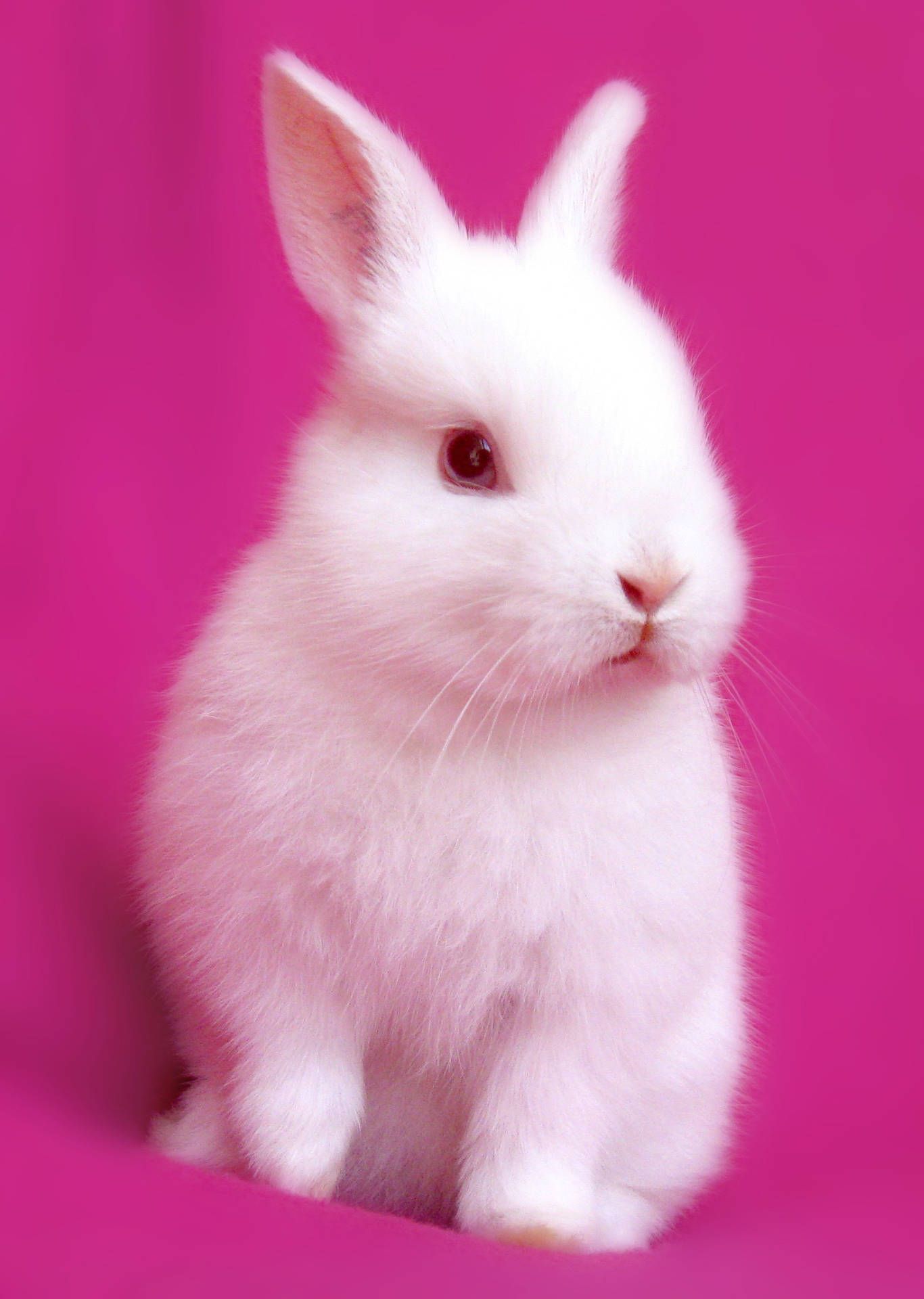  Kaninchen Hintergrundbild 1366x1920. Weißes Kaninchen Wallpaper KOSTENLOS