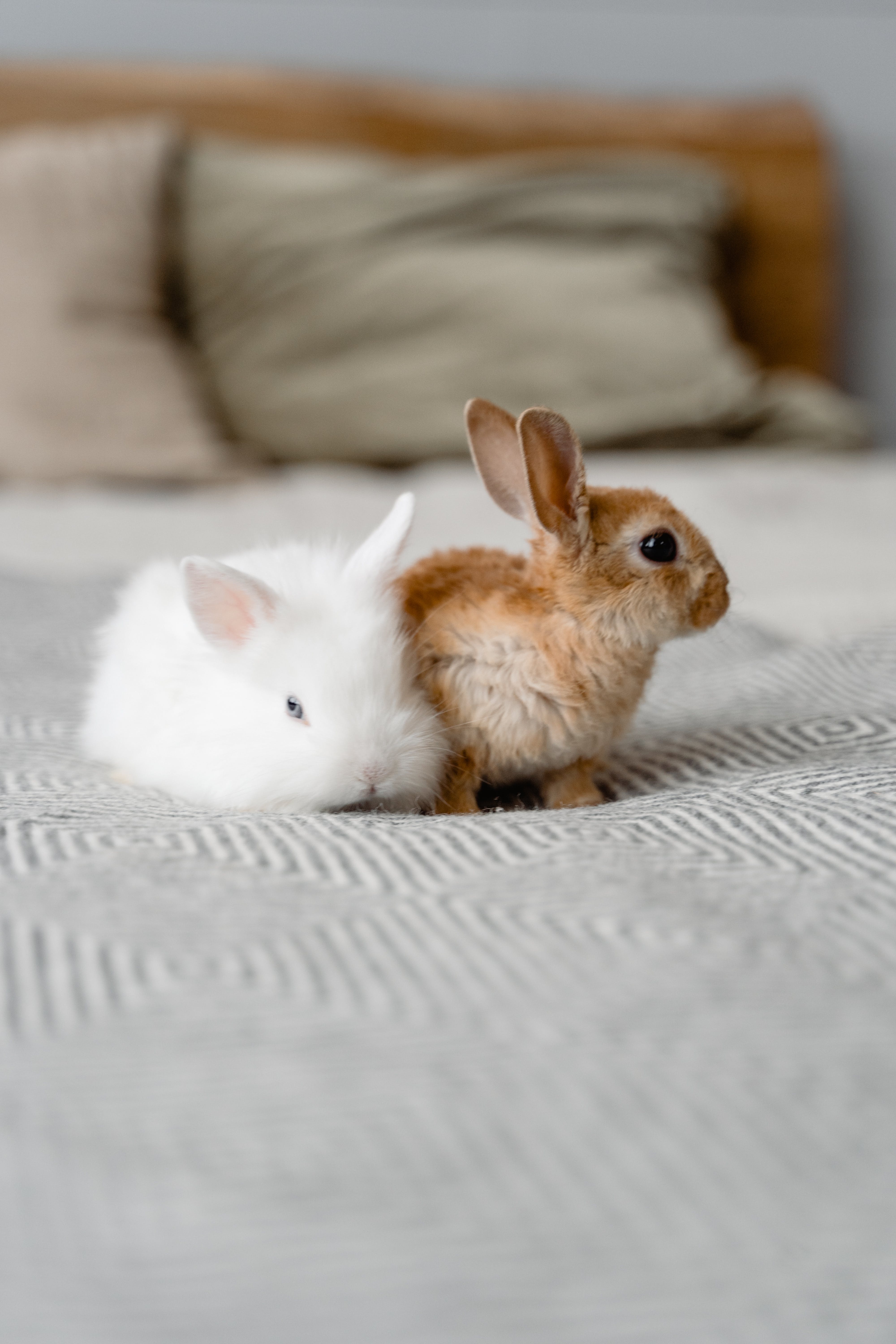  Kaninchen Hintergrundbild 4000x6000. 1.Hasen Bilder Und Fotos · Kostenlos Downloaden · Stock Fotos