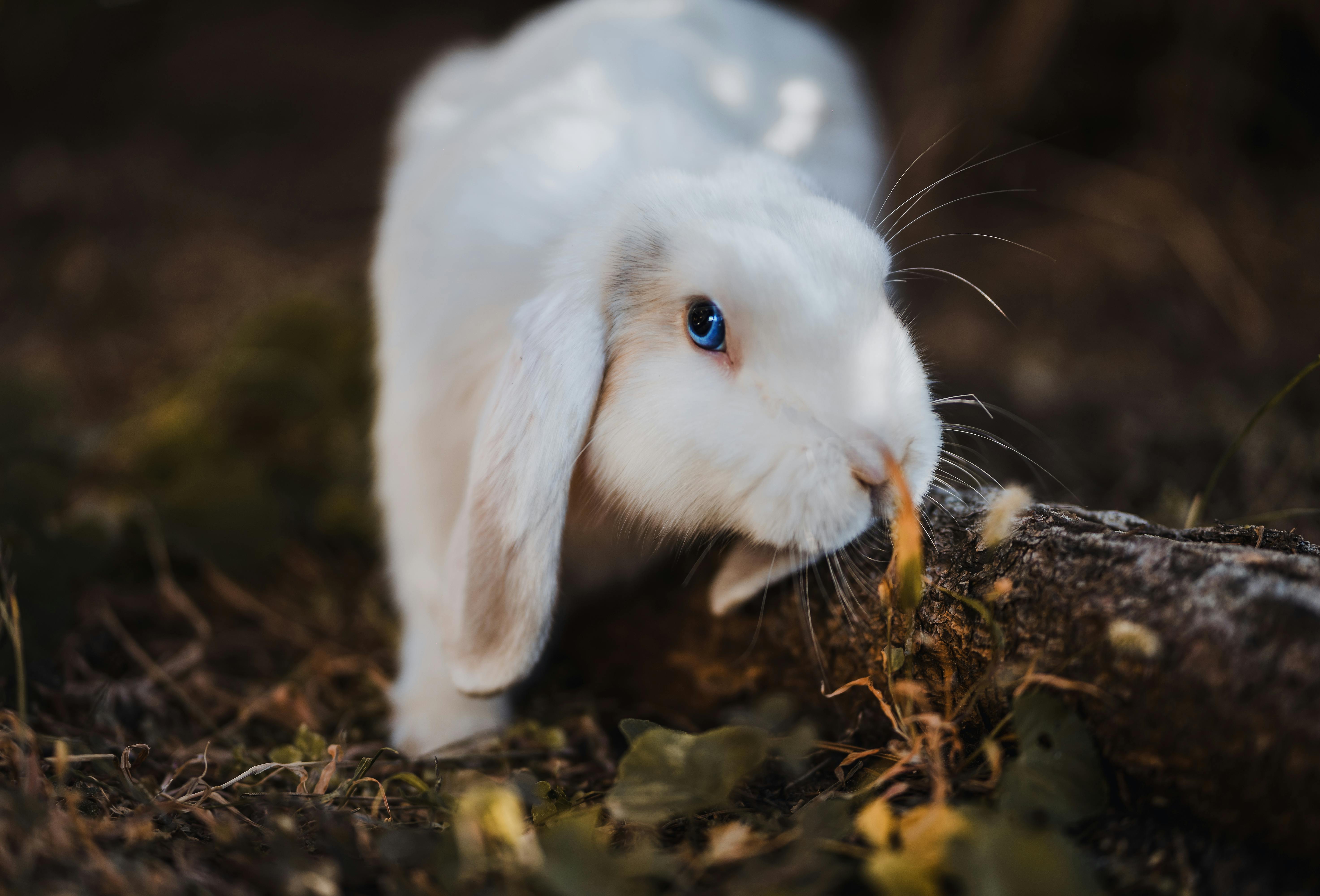  Kaninchen Hintergrundbild 5893x4000. Selektive Fokusfotografie Von Weißem Kaninchen · Kostenloses Stock Foto