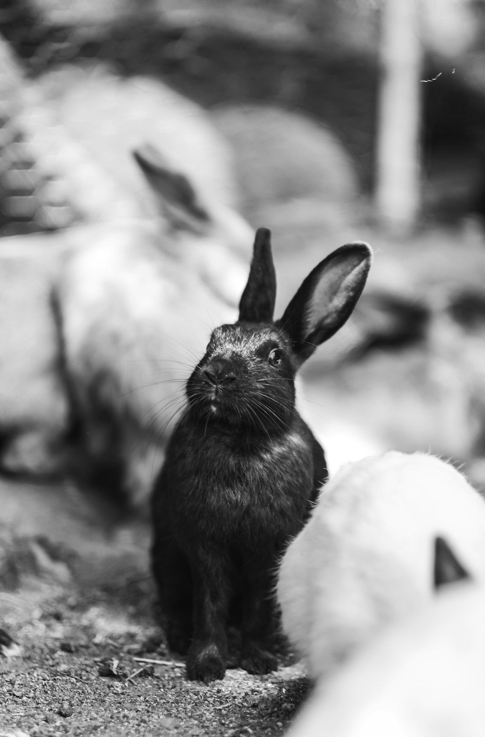  Kaninchen Hintergrundbild 1000x1518. Foto zum Thema Graustufenfotografie von Kaninchen