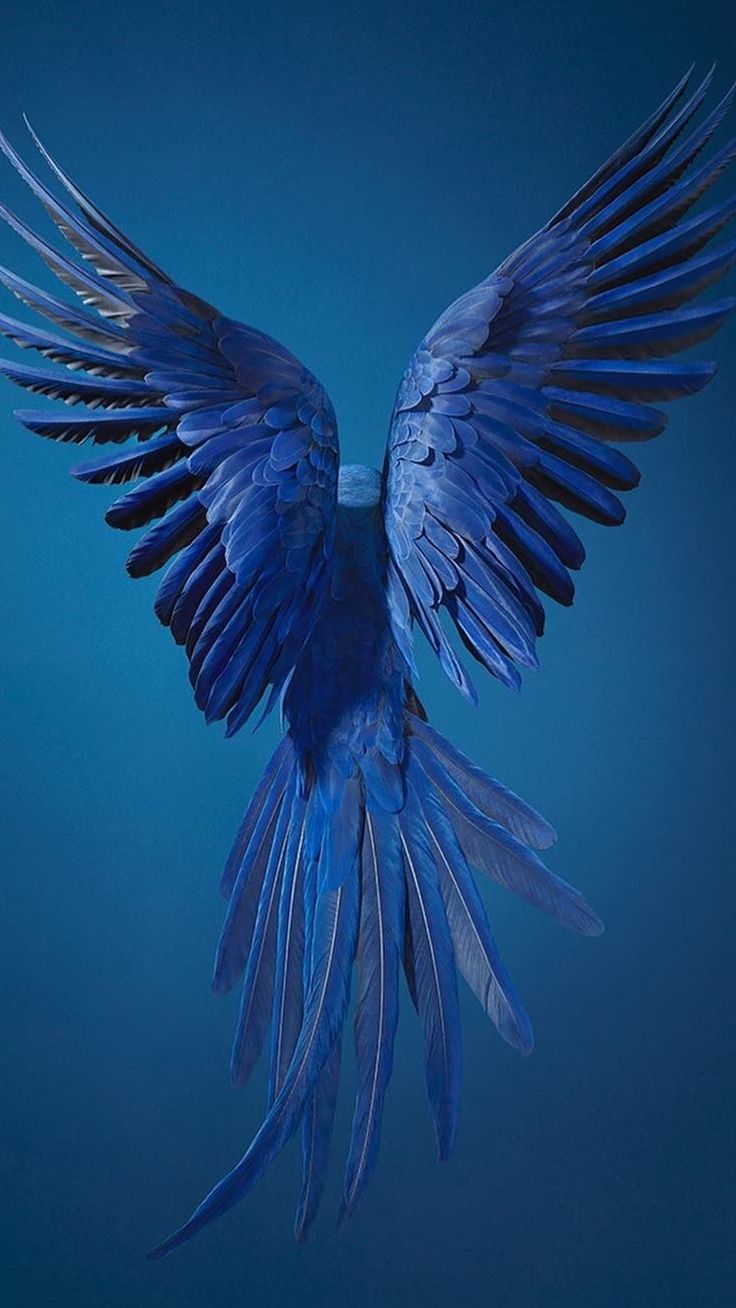  Papagei Hintergrundbild 736x1308. Pin von Wallpaper Phone&Pad HD auf 9:16 Phone. Naturbilder, Bunte hintergründe, Vögel im flug